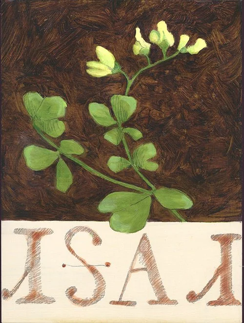 Digodoi, baptisia tinctoria