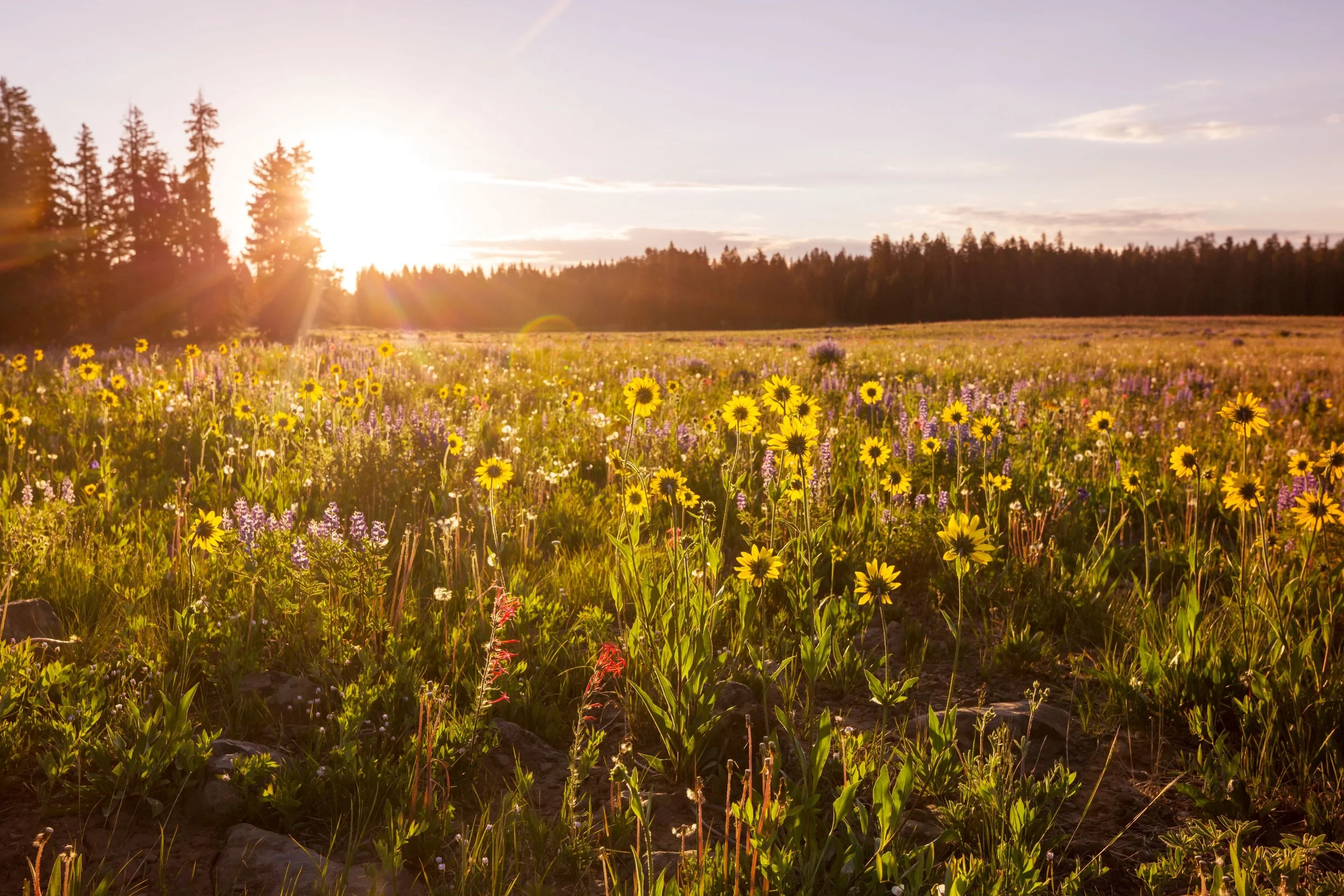 August + The Field in Bloom