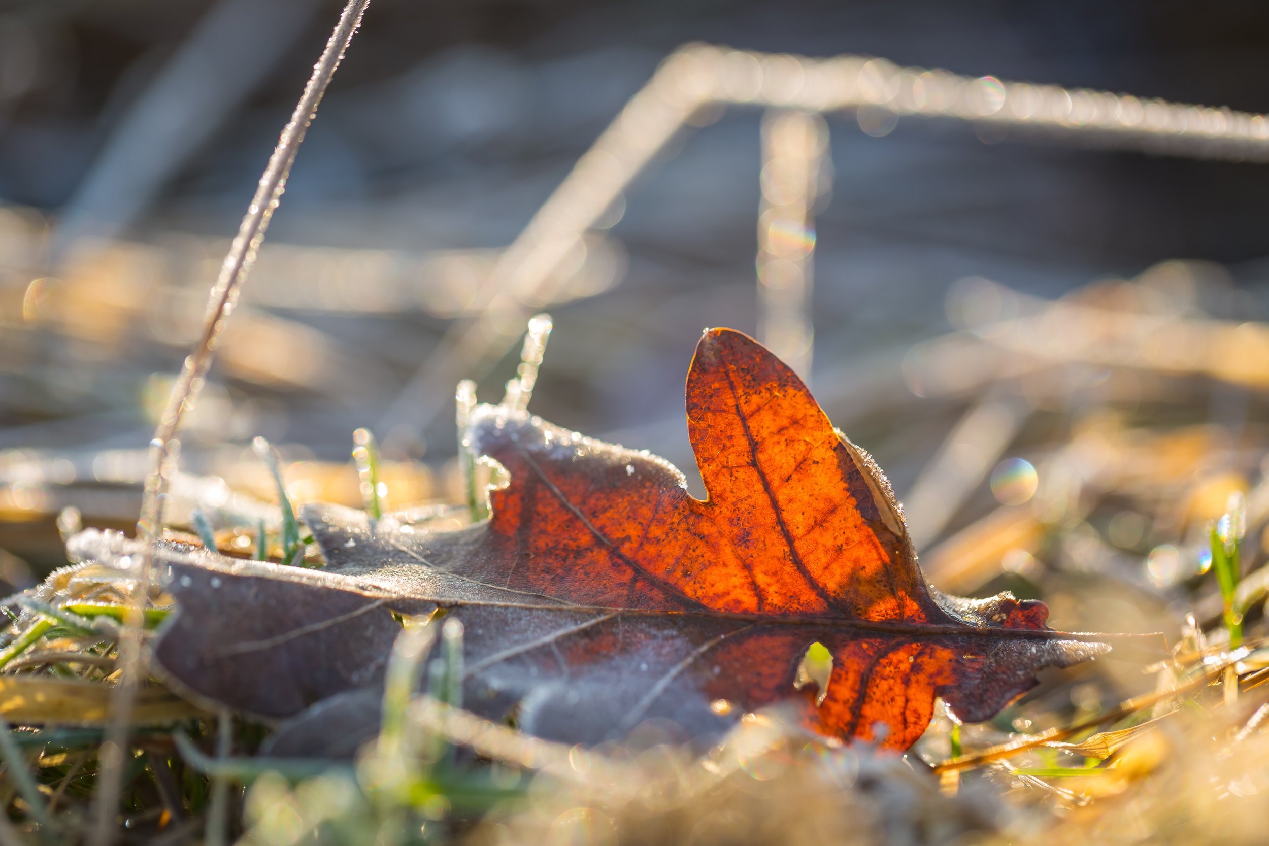 October + The Season of Shedding