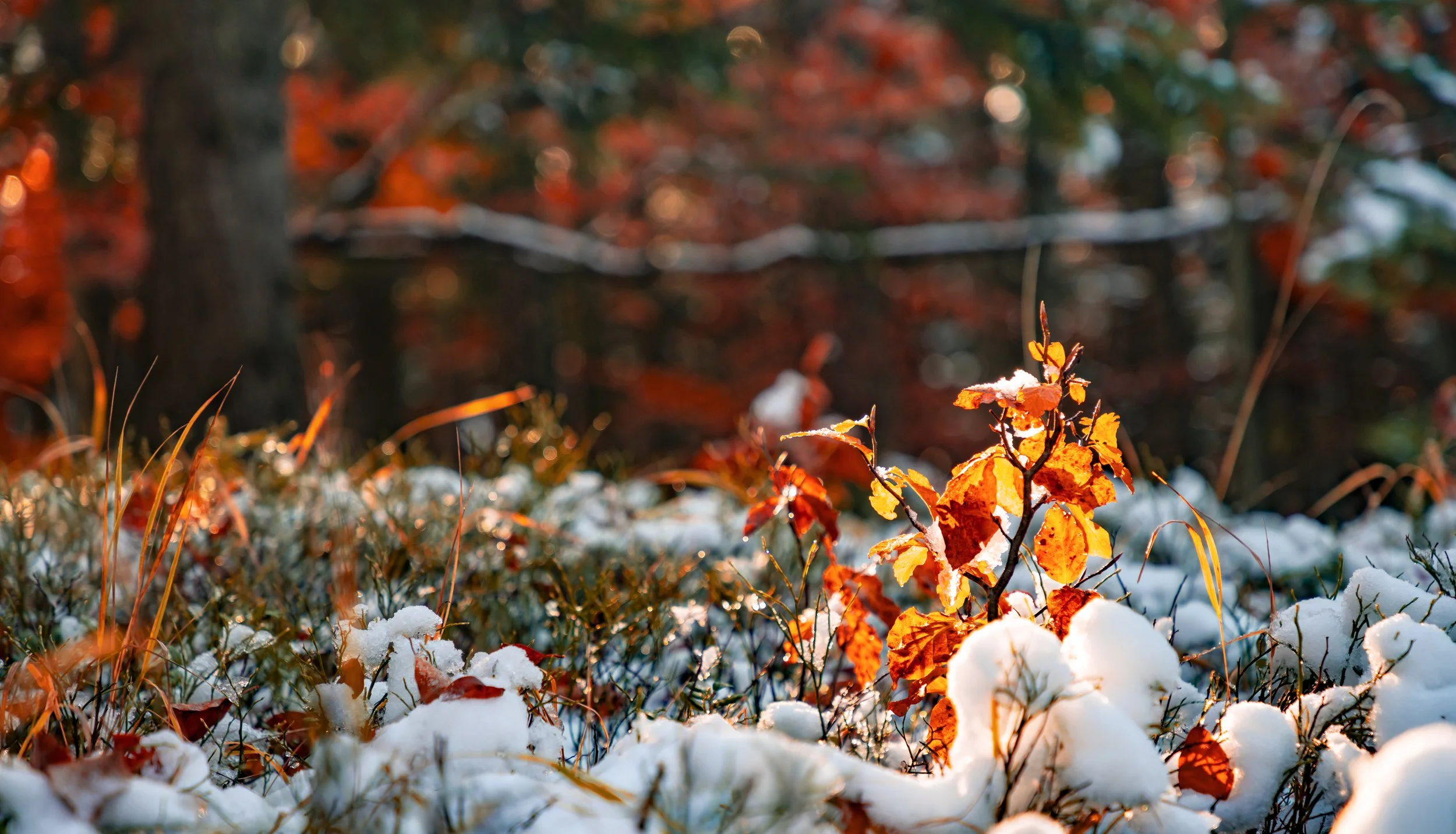 November + The Deep Quiet