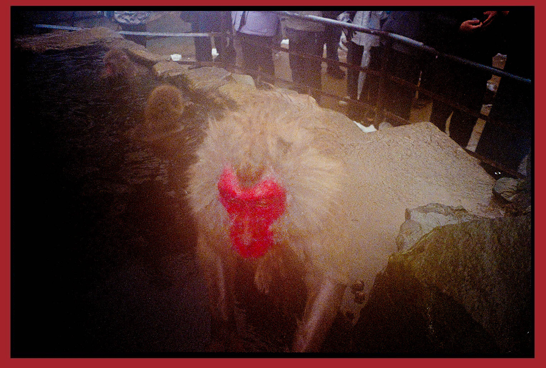 A chicken with a red comb on its head, standing among rocks with water in the background, in an indoor setting with people around.