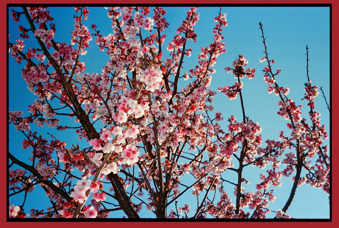 Cherry blossom tree with pink and white flowers against a clear blue sky.