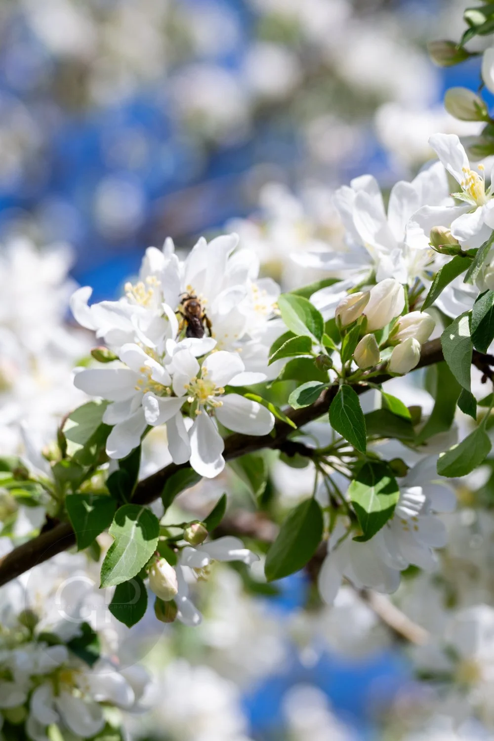 Close-up of white blossoming flowers on a tree branch with green leaves, a bee collecting nectar, and a blurred background of blue sky and other blossoms.