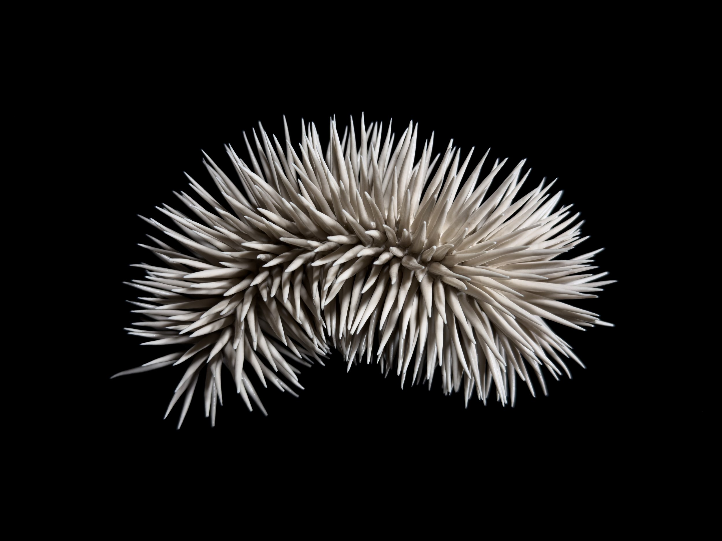 Lonomia oblíqua