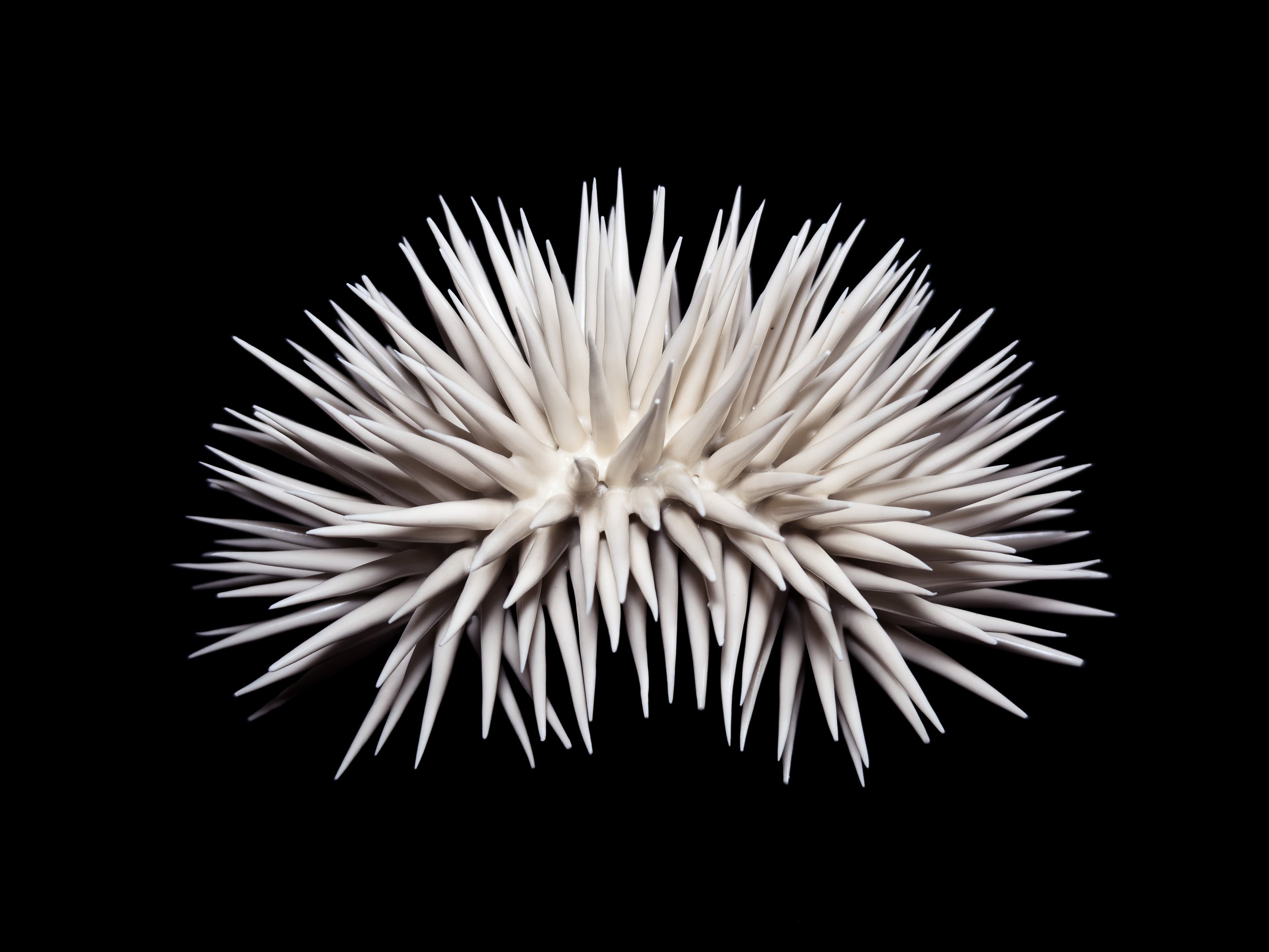 Lonomia falcata