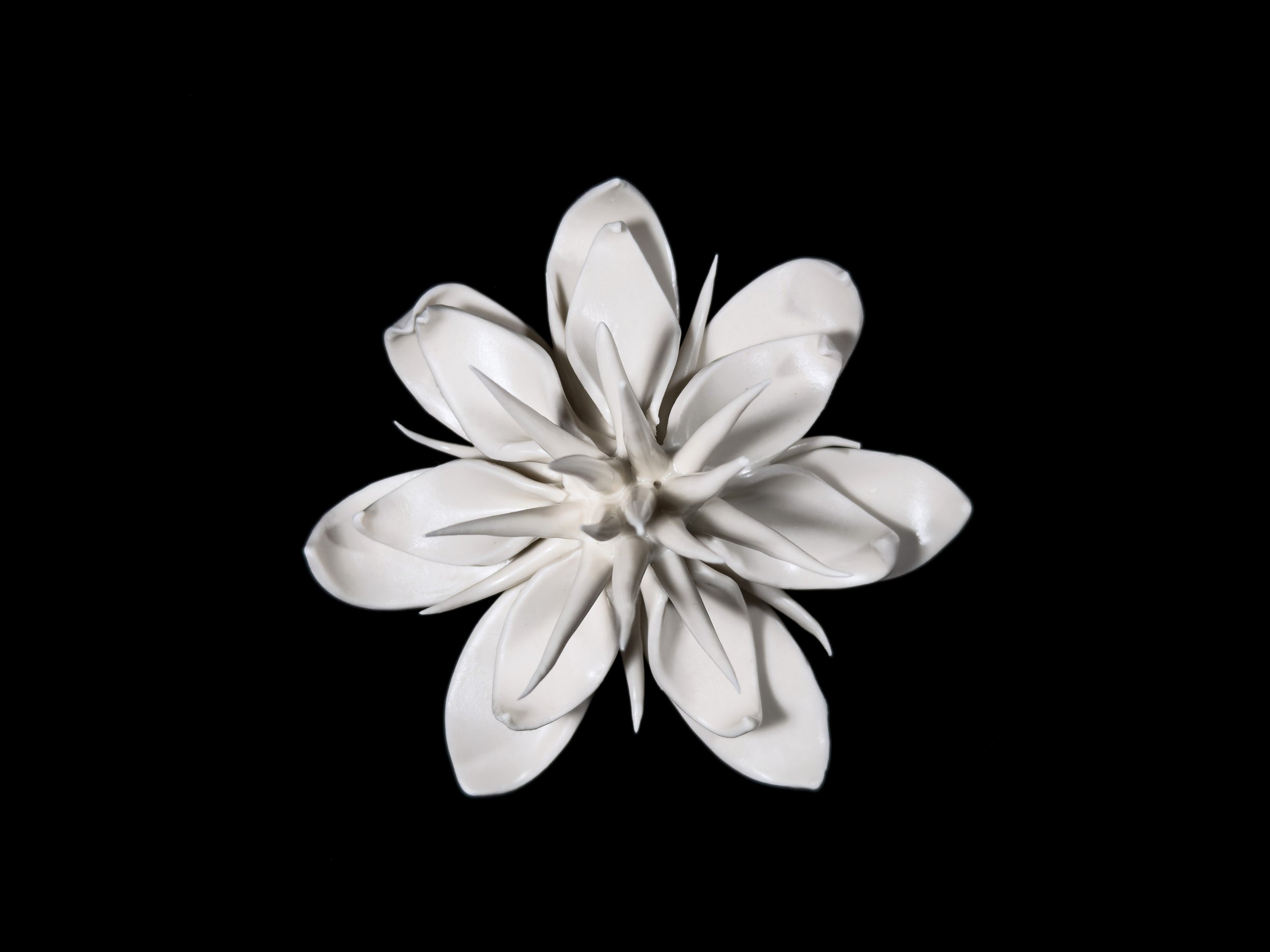 Passiflora láurea