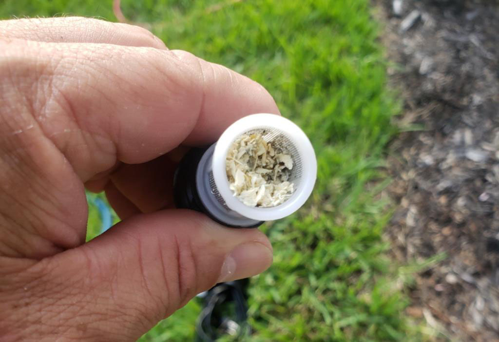 Hand holding a small container with dried herbs or flowers, outdoors on grass and soil.