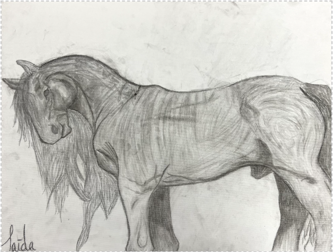 Sketch of a lion with a detailed mane and muscular body