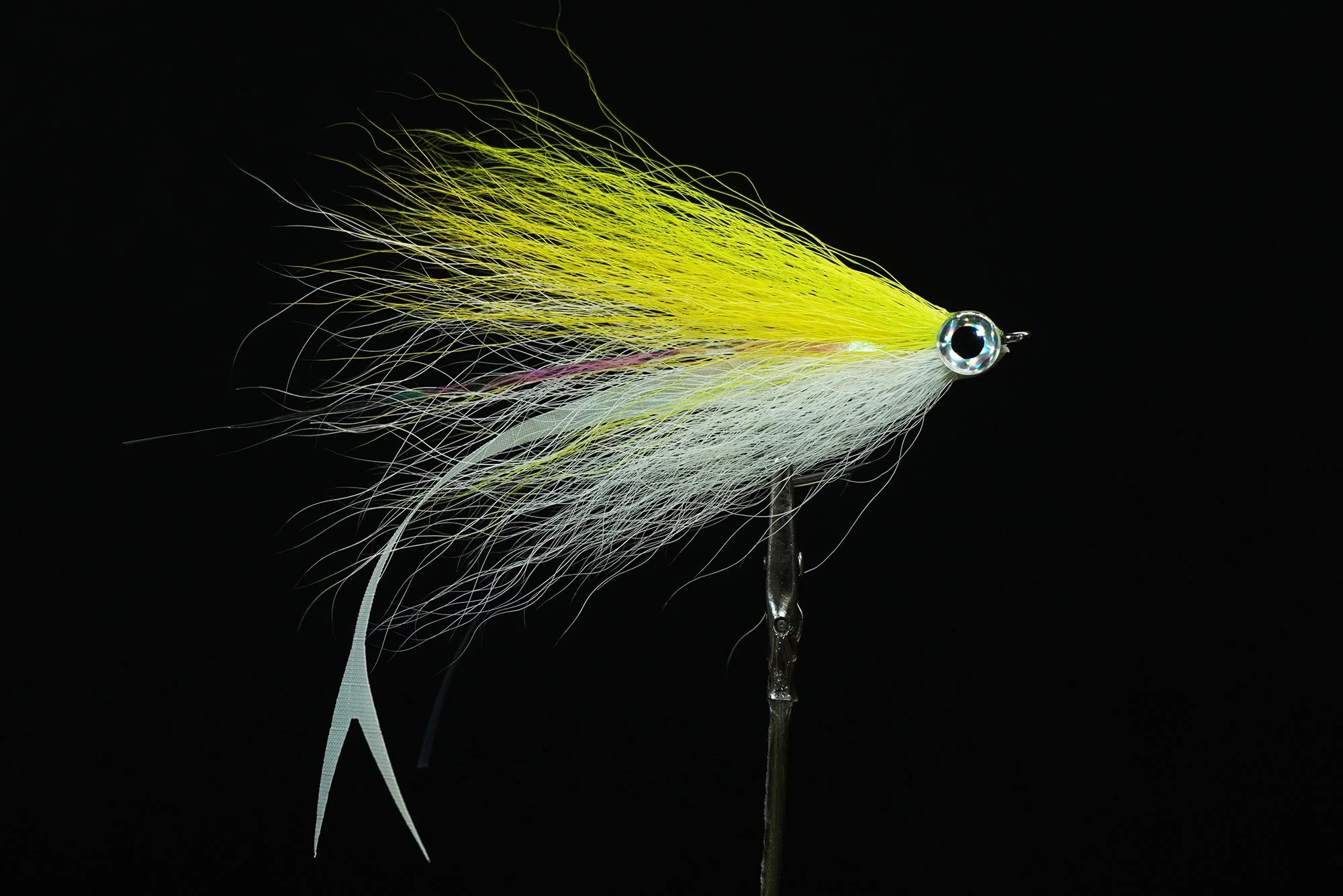 MF Forked-Tail Deceiver