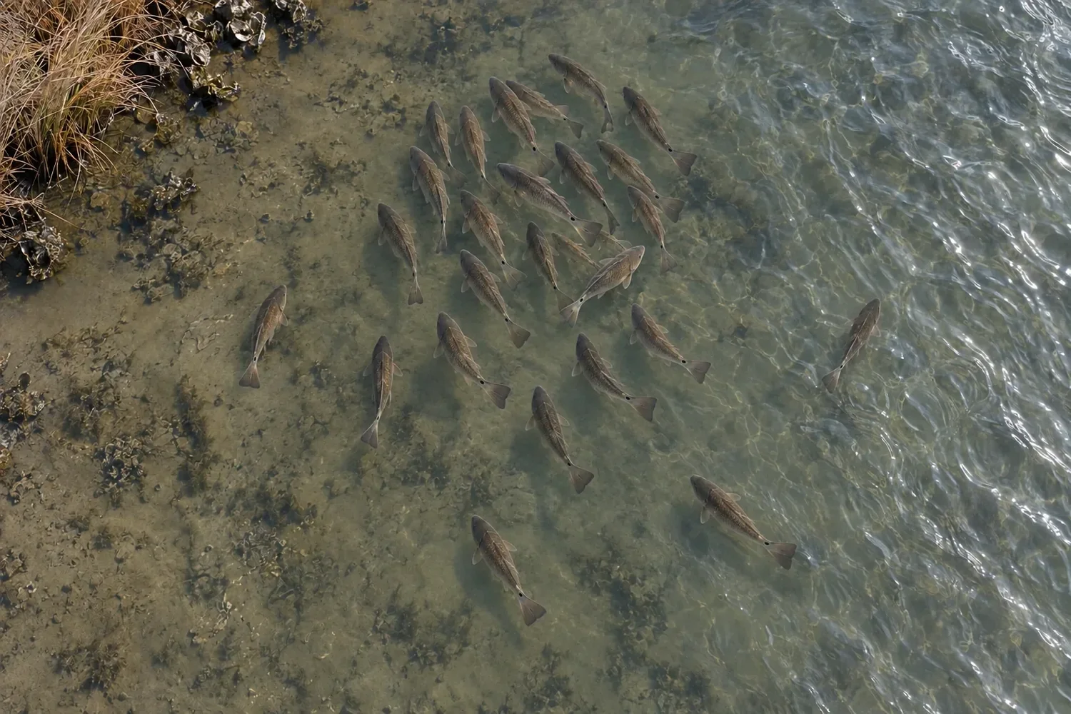 A school of redfish seen from above over shallow mud in clear water beside brown winter grass