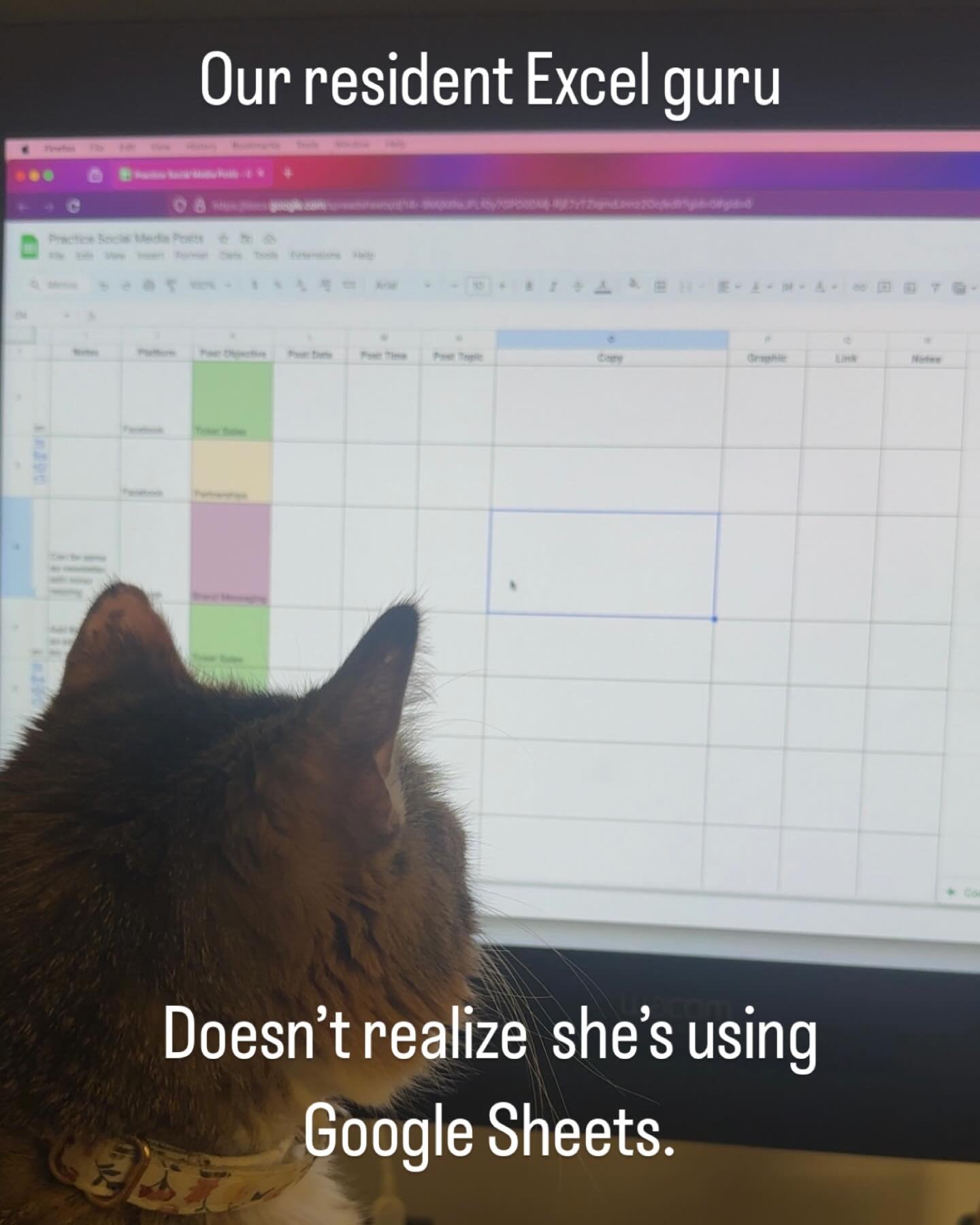 Happy Monday all!
We captured this real cute moment of our PA Pippin watching our spreadsheet intently and couldn’t help but take a snap! Office pet photography is an unappreciated art form - show us your furry coworkers!
#officepet #catsofinst