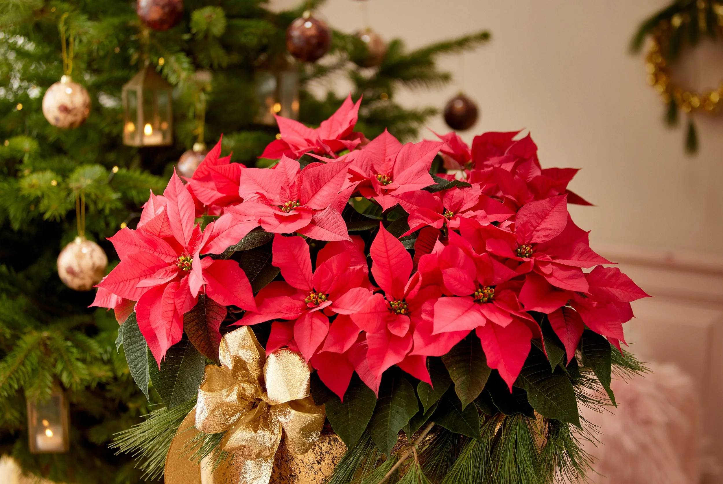Bubbles & Bouquets: Holiday Edition