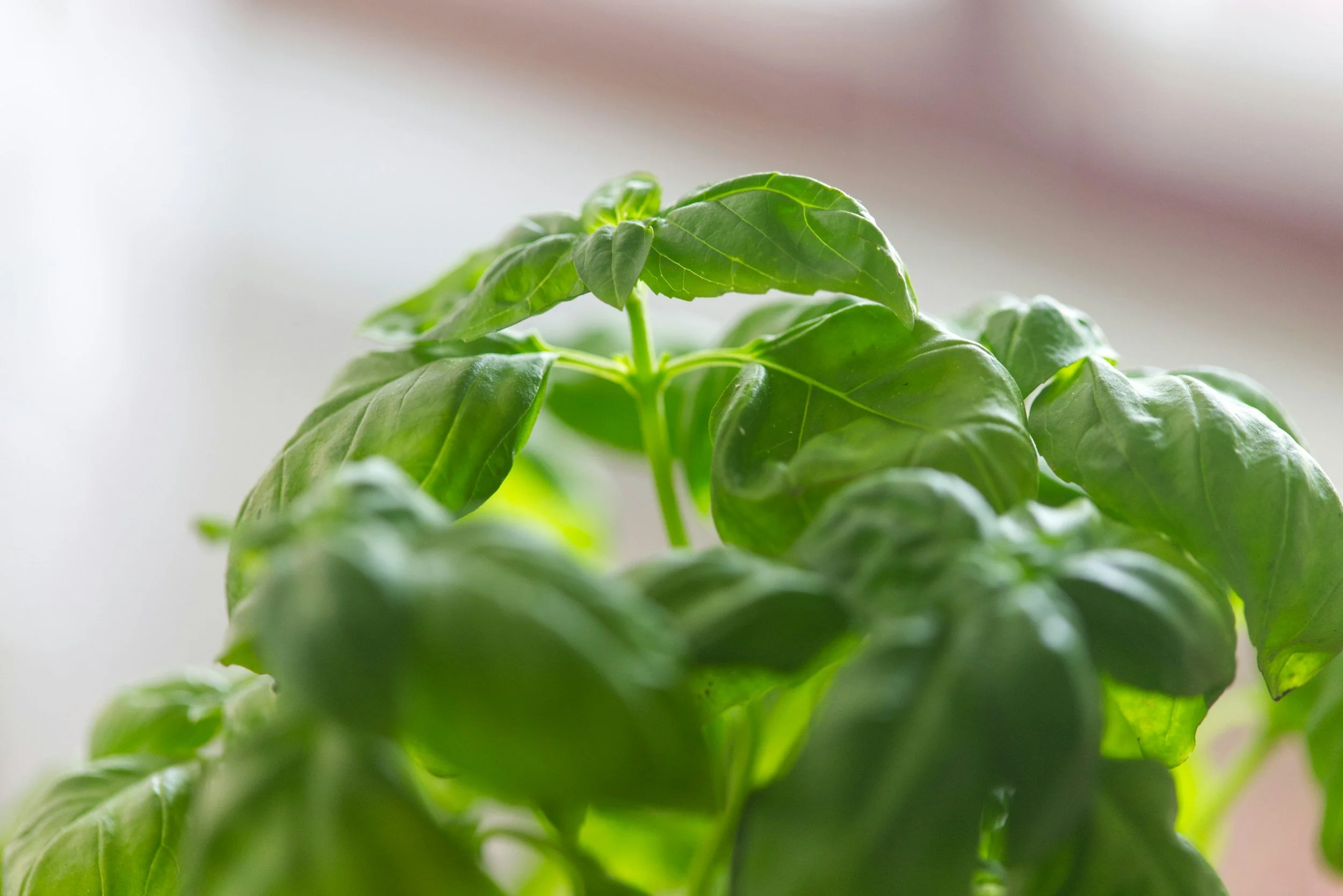 Make Your Own Pesto