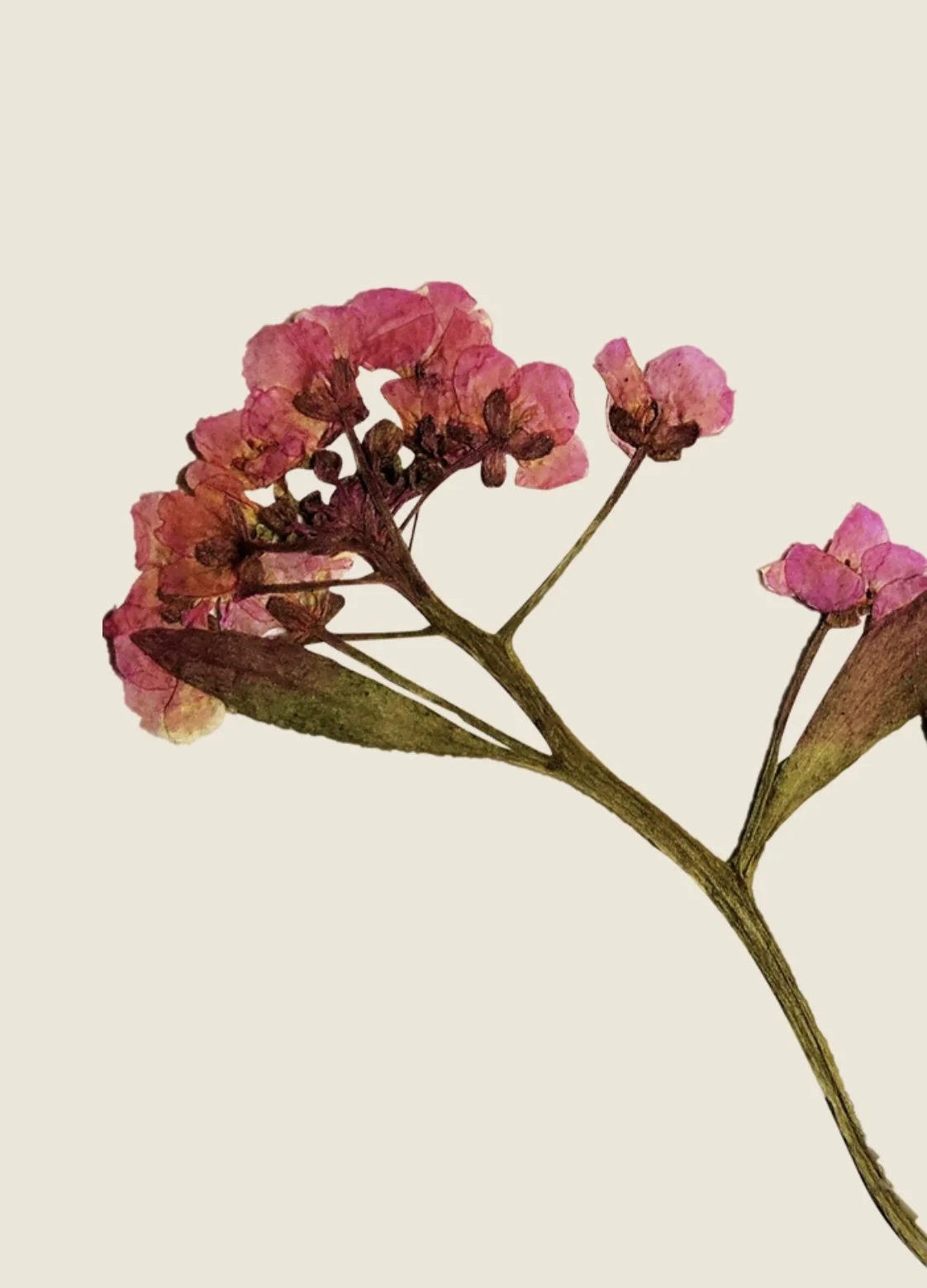 Salon customer with new long natural braids