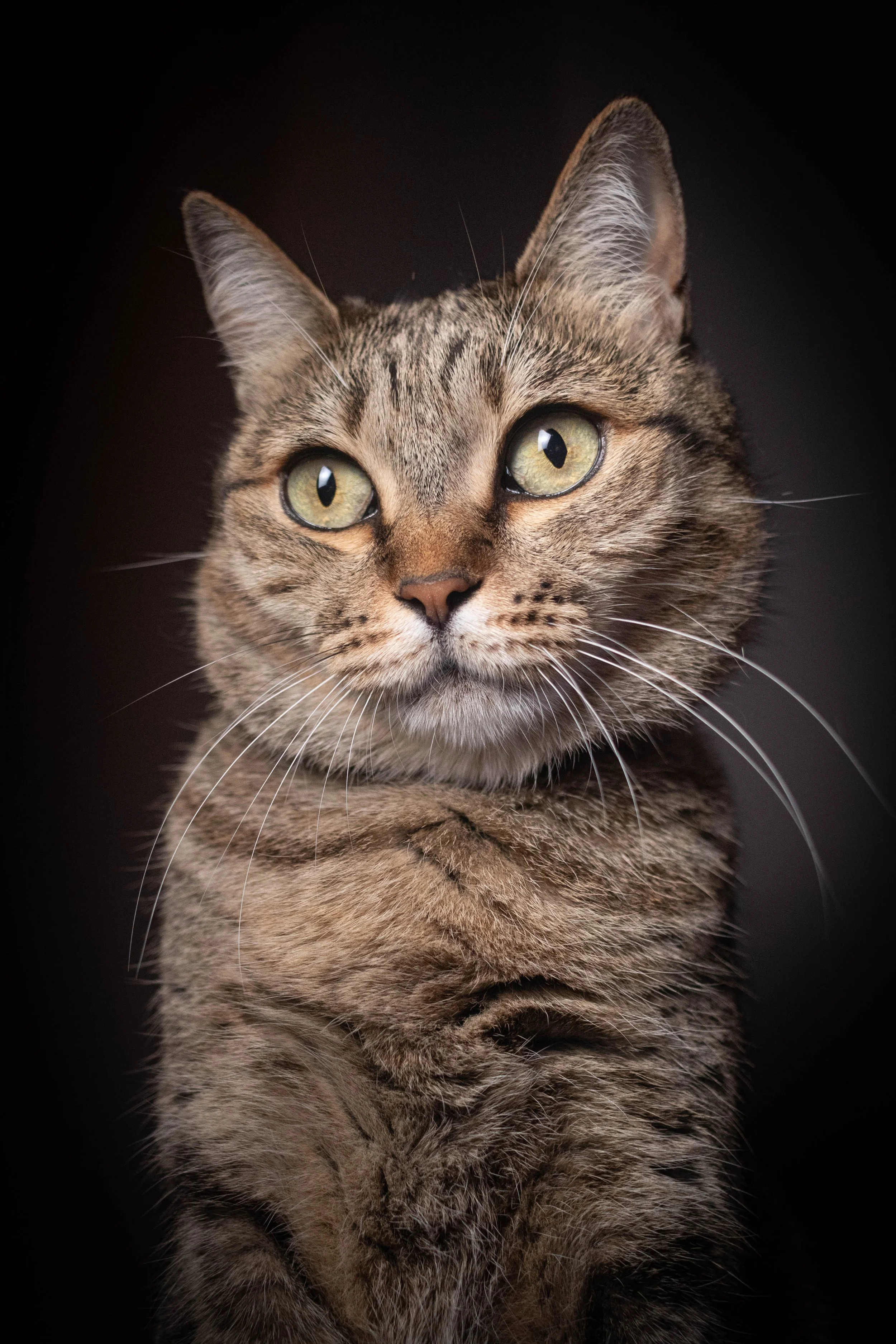 The ever-dignified Pique poses for a portrait.