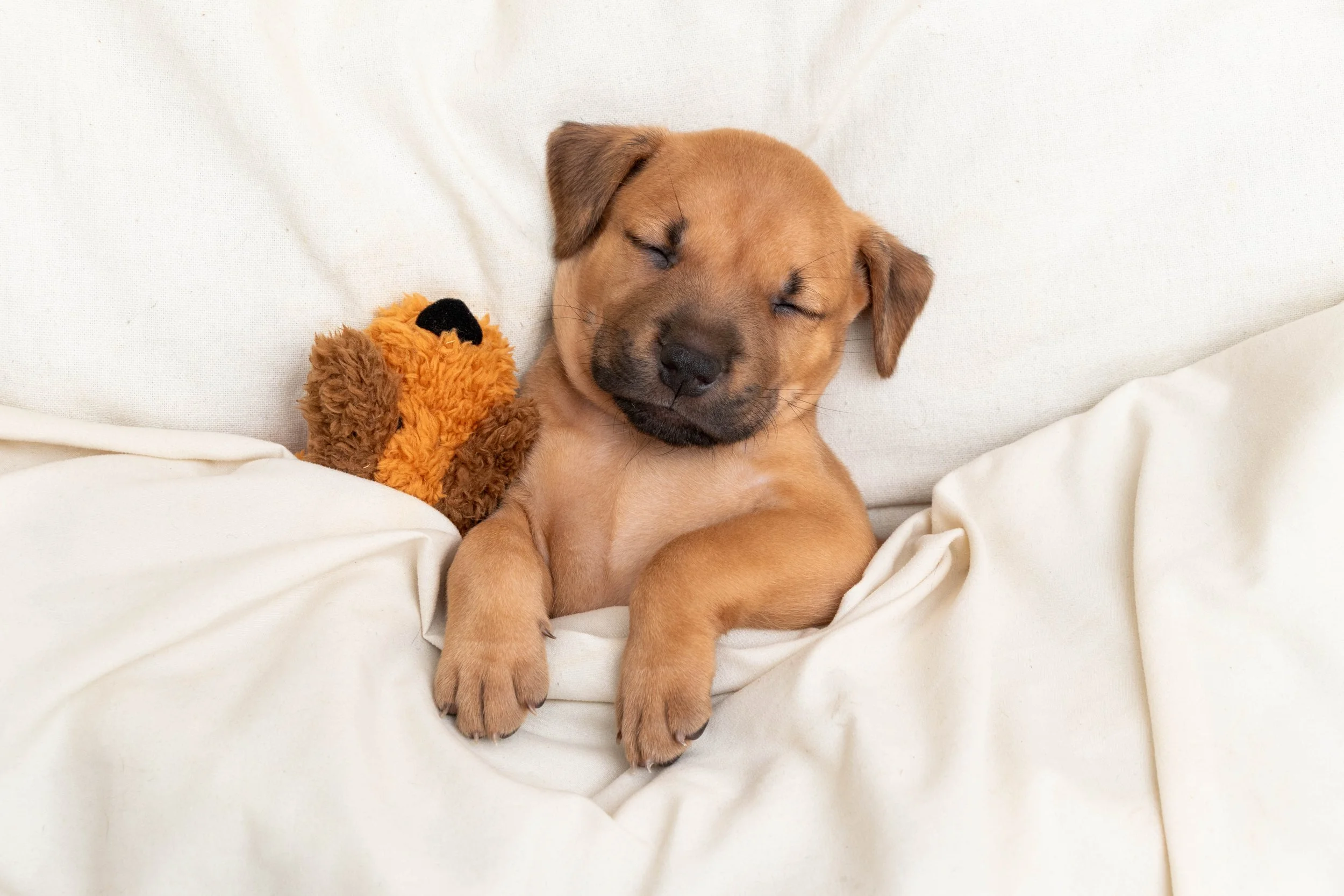 Farfel the Foster Pup