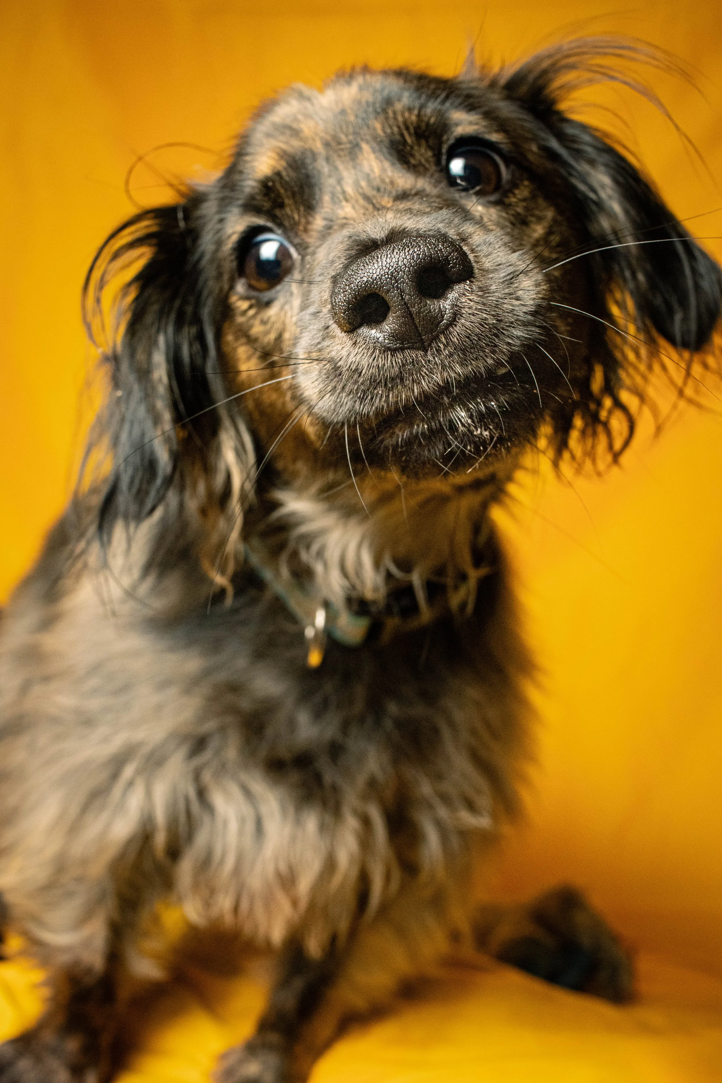 Mr Peppercorns looks dashing against a yellow background, don't you think?