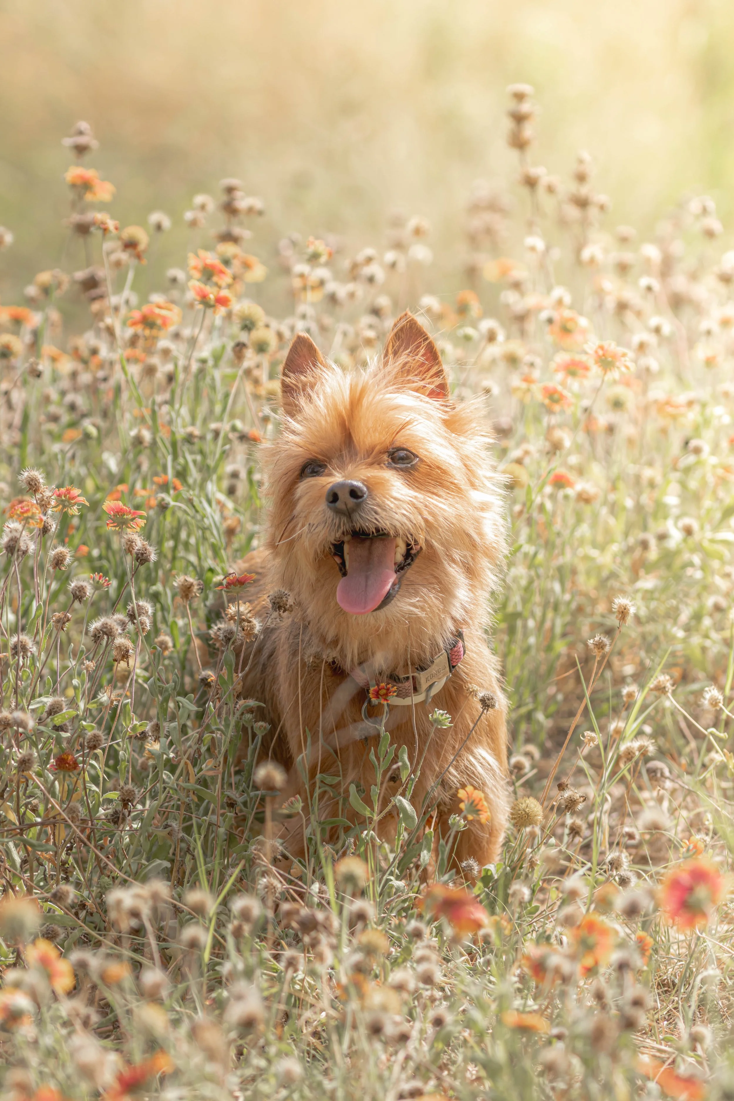 Twinkie, the pint-sized treat