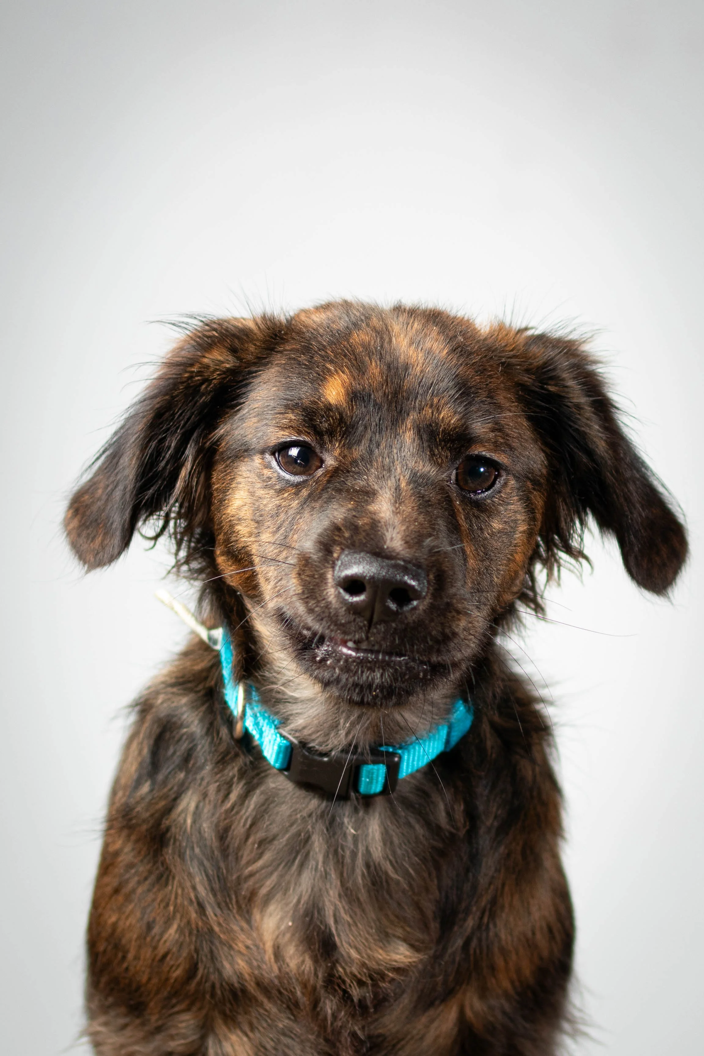 A close-up photo of a young, brown and black mixed breed puppy with floppy ears and a bright blue collar, sitting against a plain gray background.