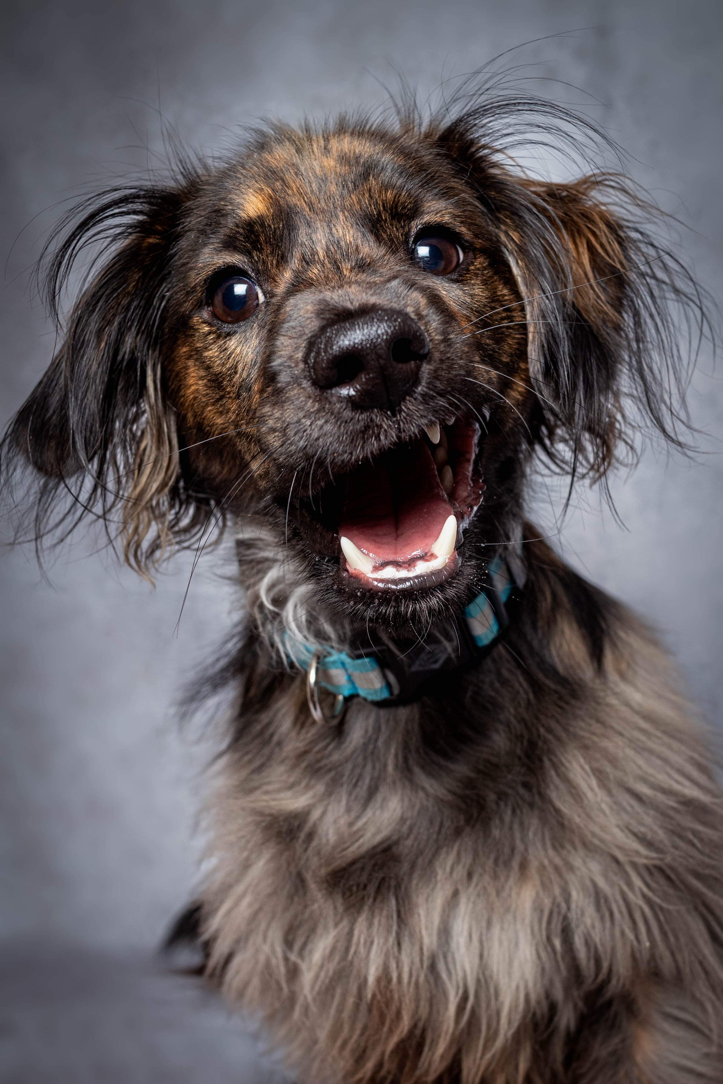 Mr Peppercorns is still practicing his smile.  He's getting really close to his ideal grin.