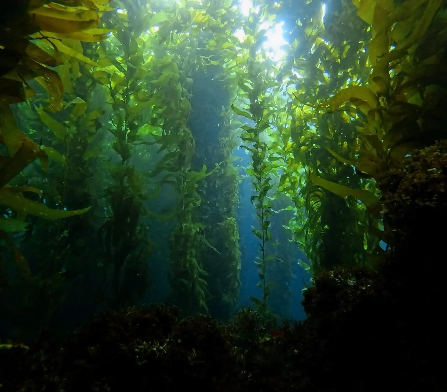 My office view! #DiveTeam
#FinVenturezCrew
#ScubaSquad
#UnderwaterAdventure
#MermaidRetreat
#FinVenturezTrip
#OceanClassroom
#LearnToDive
#IslandVibes