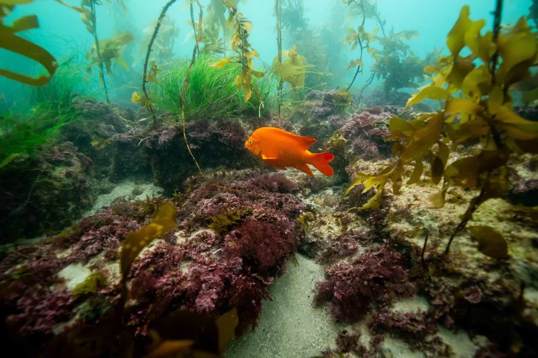 palos-verdes-ca-shore-dive-v0-7tuoflfvk0ud1.webp (Copy)