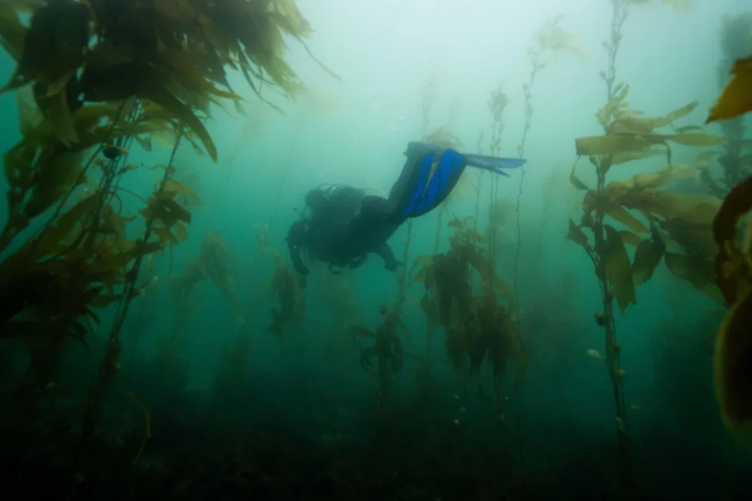 palos-verdes-ca-shore-dive-v0-r20tfmzvk0ud1.webp (Copy)