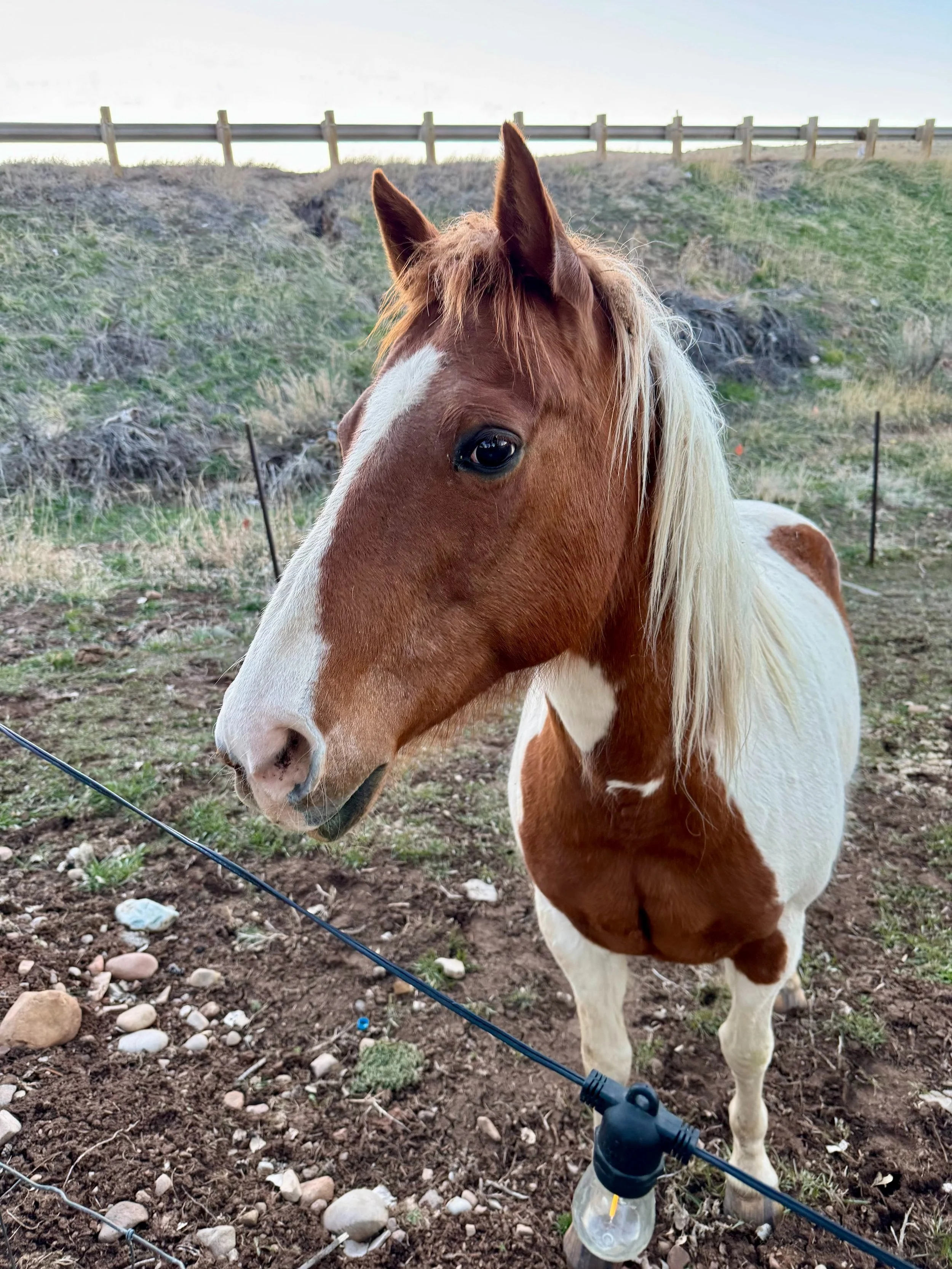 Reiki for Horses, Dogs, Cats