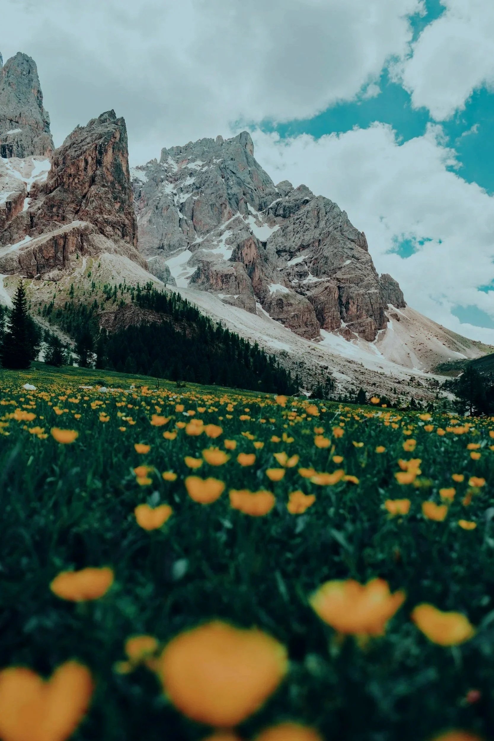 Photo of a mountain landscape with snow-capped peaks, a forest, and a field of yellow flowers in the foreground under a partly cloudy sky.