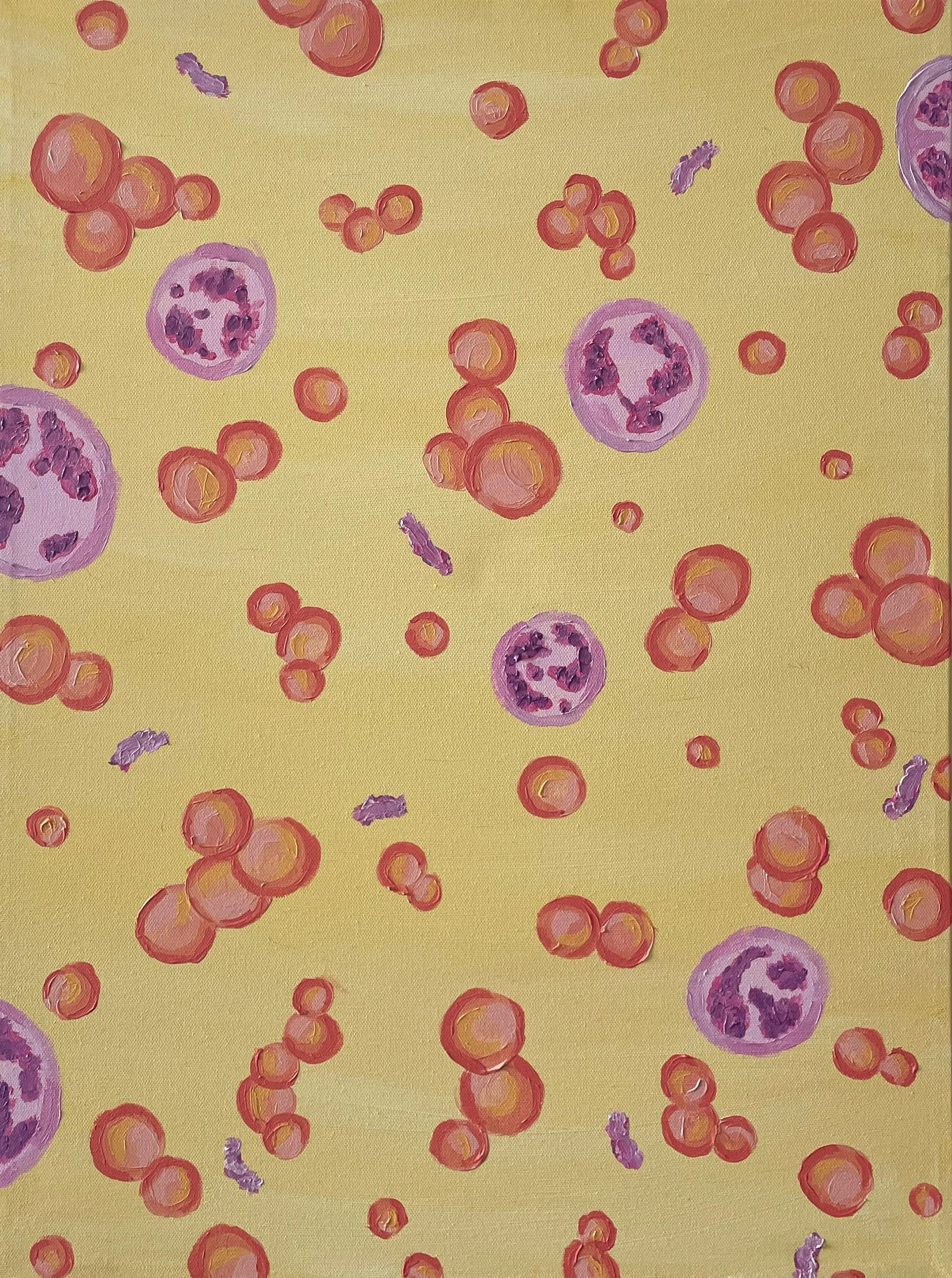 Leukocytes & Erythrocytes (2025)