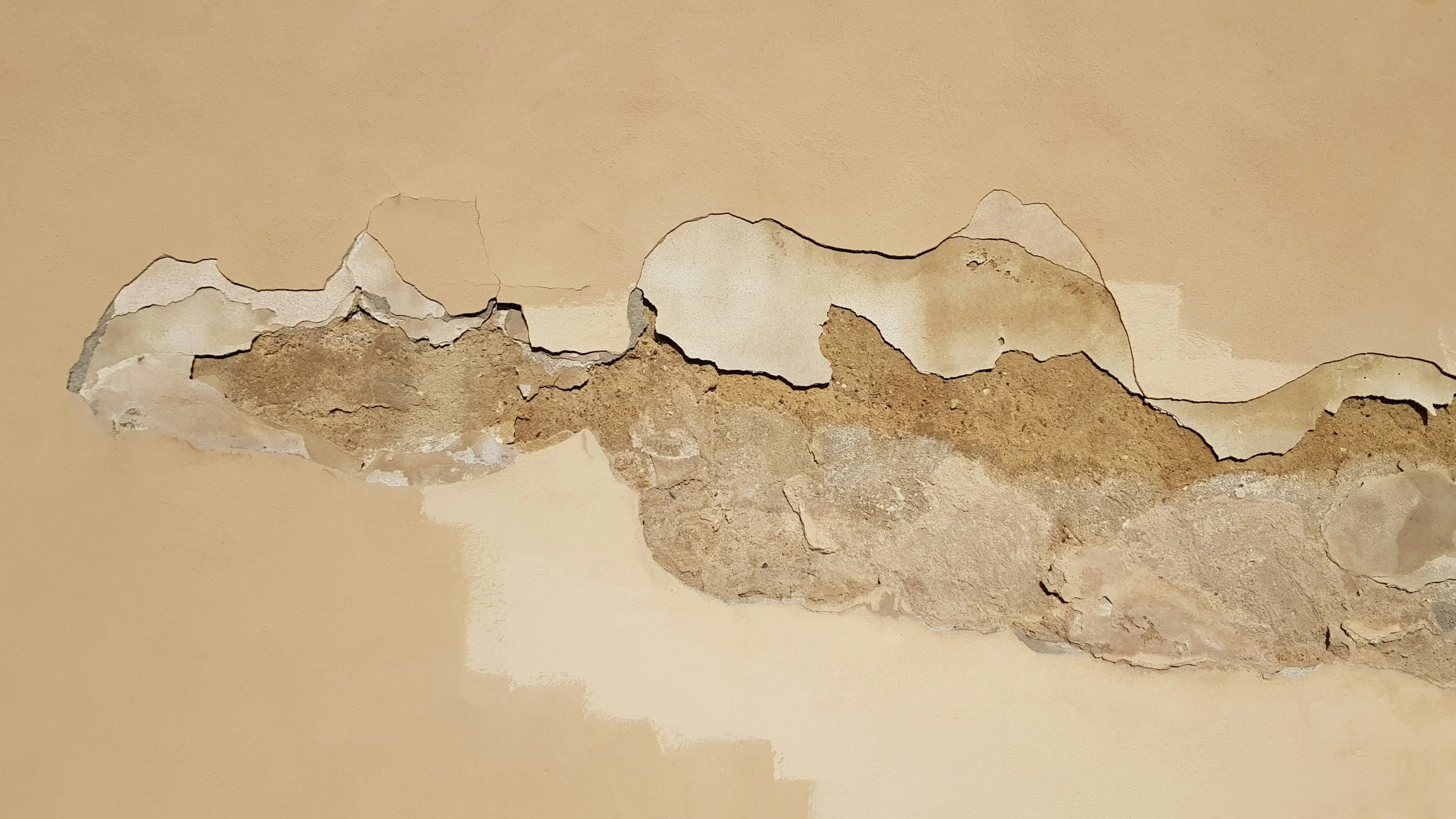 Which mold test is best? A guide to mold testing methods 