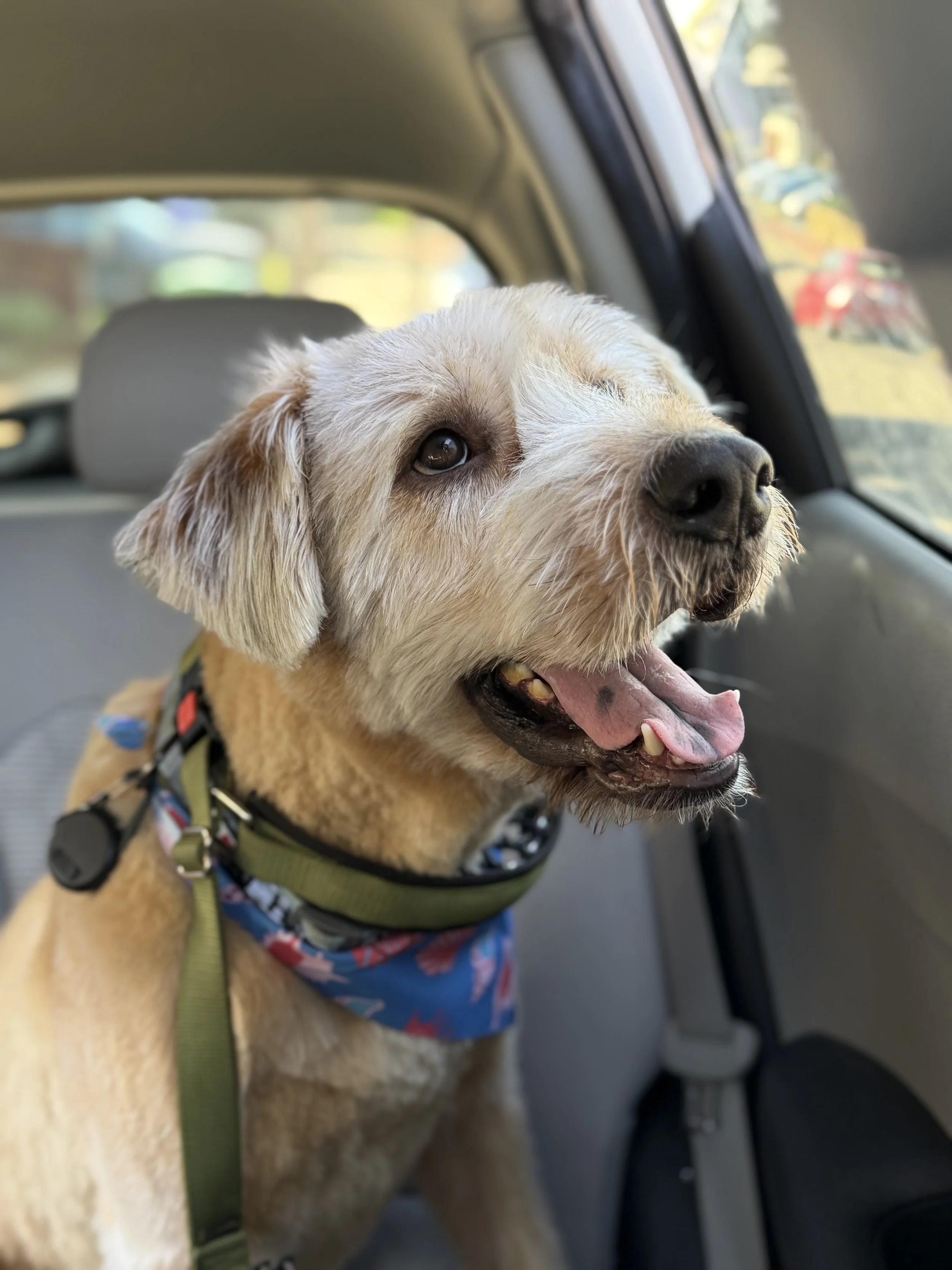 East bay mold dog looking out the window