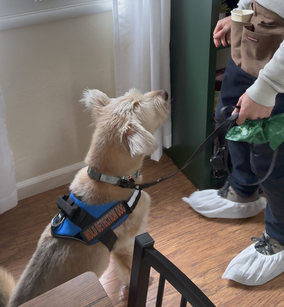 A mold detection dog alerting to mold behind a wall