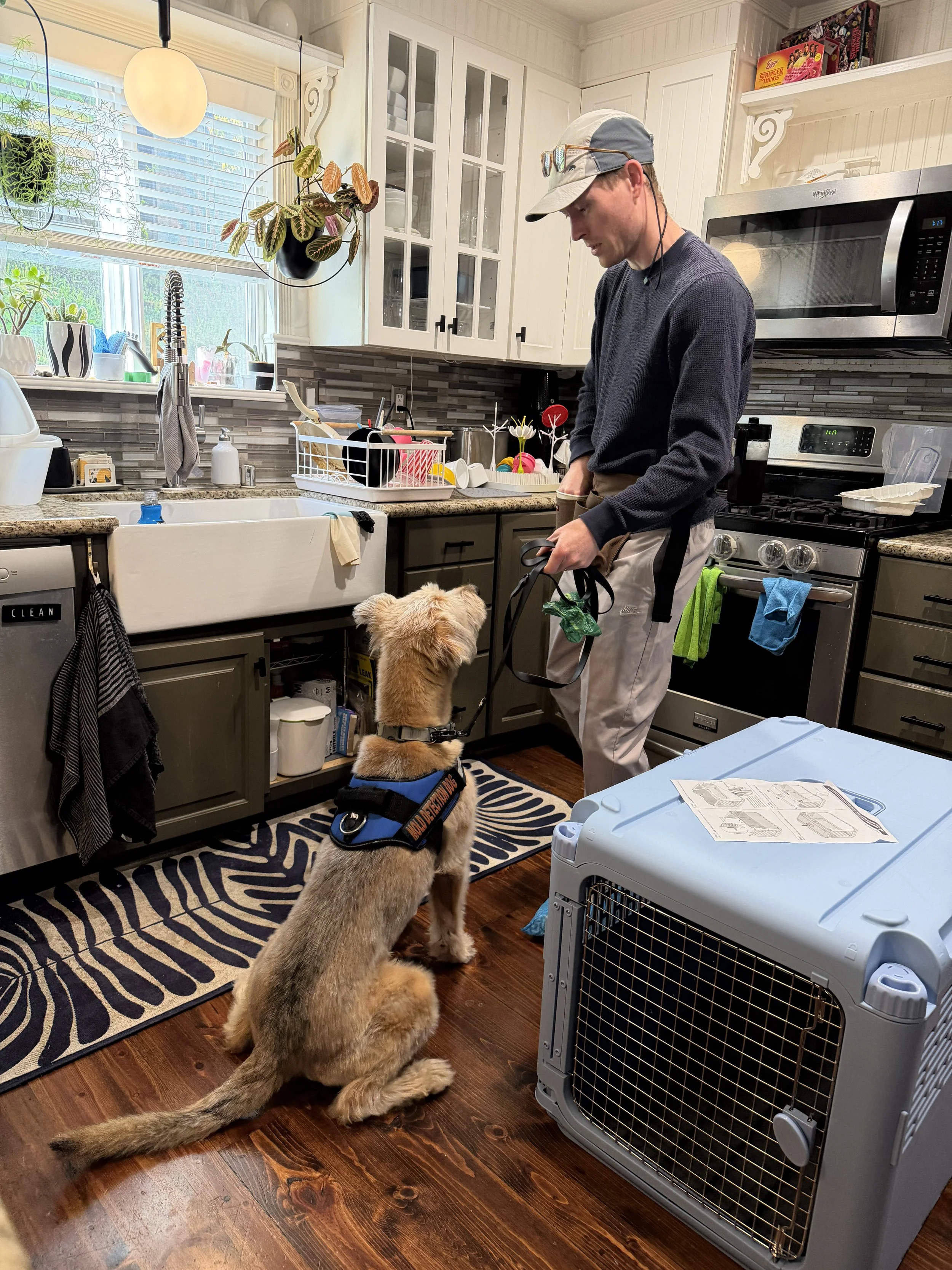 A dog wearing a mold detection vest with his handler in a kitchen