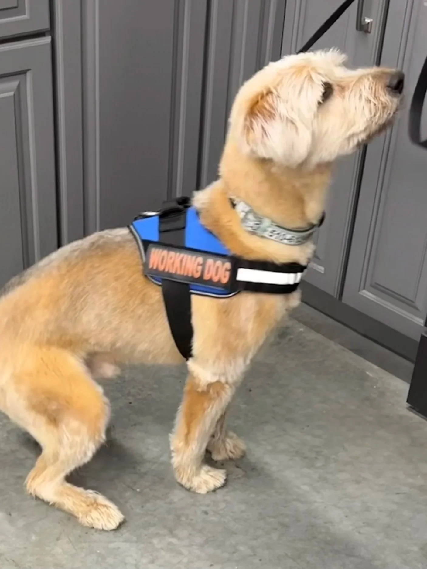 A mold dog wearing a blue vest labeled 'WORKING DOG' sitting on a concrete floor next to gray cabinets.