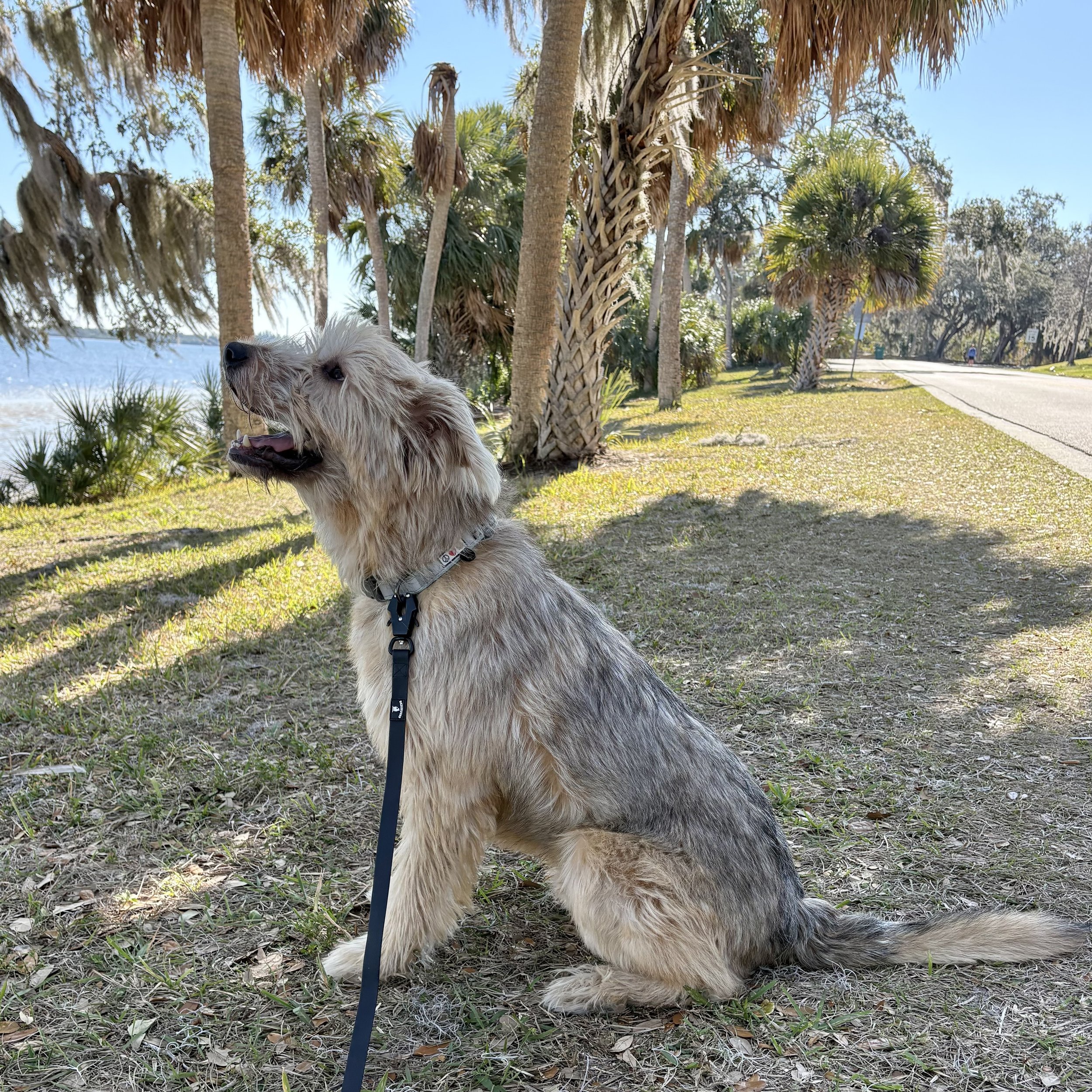 Mold detection dog at the beach