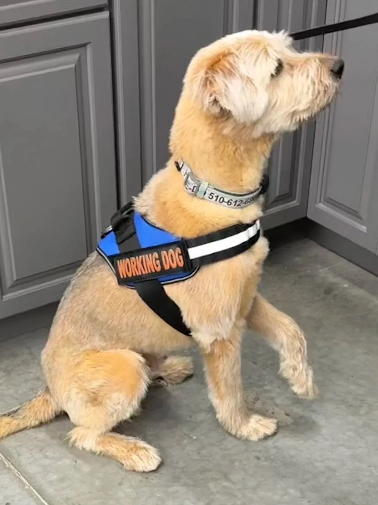 East bay mold dog in working vest
