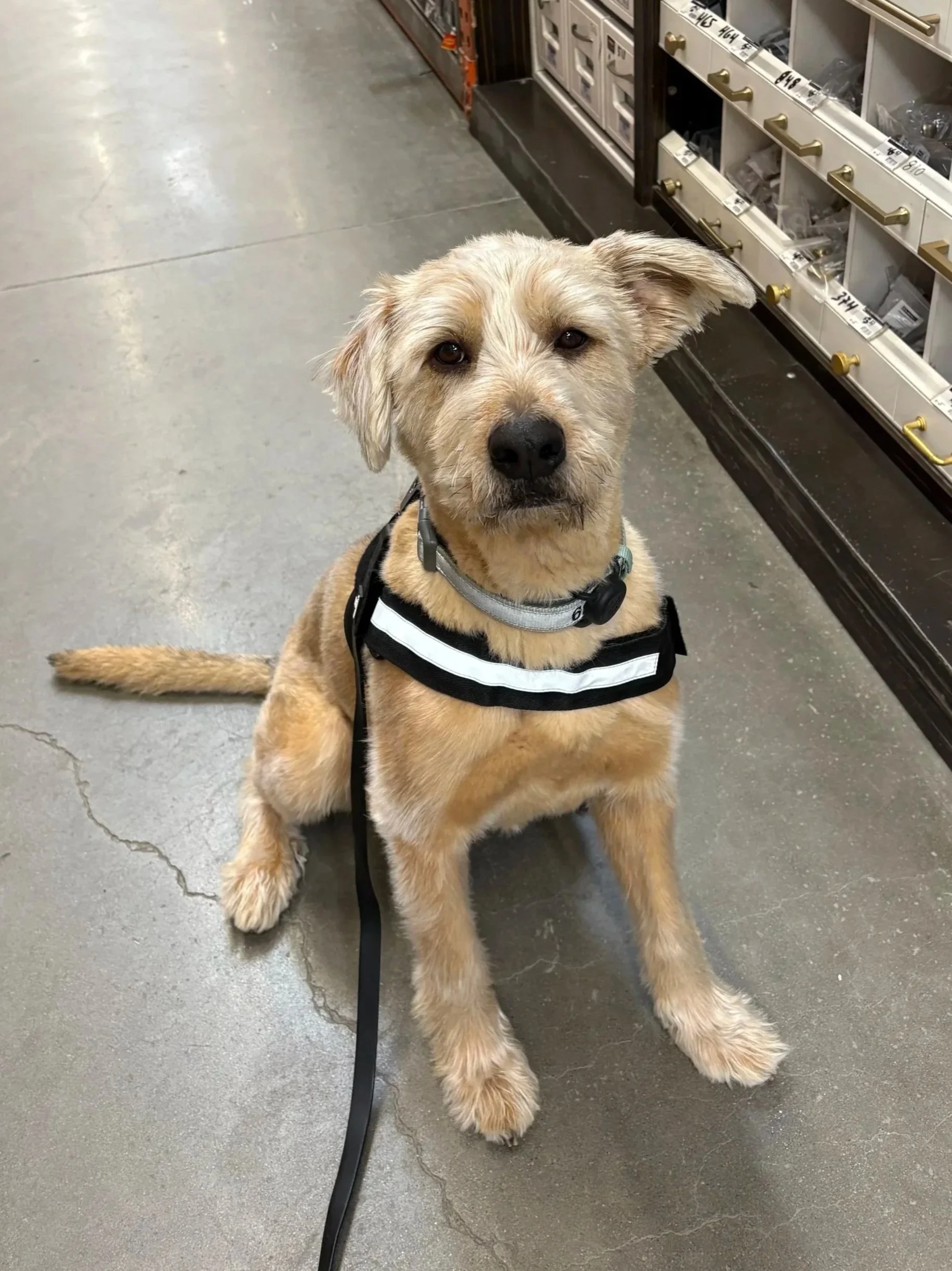 A cream-colored mold sniffing dog sitting on a concrete floor in a store aisle, wearing a harness with reflective strips and a leash, with store shelves in the background.