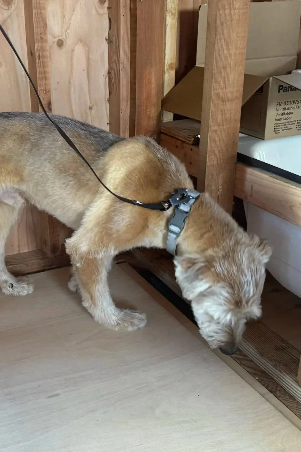 A mold dog sniffing a property in the east bay