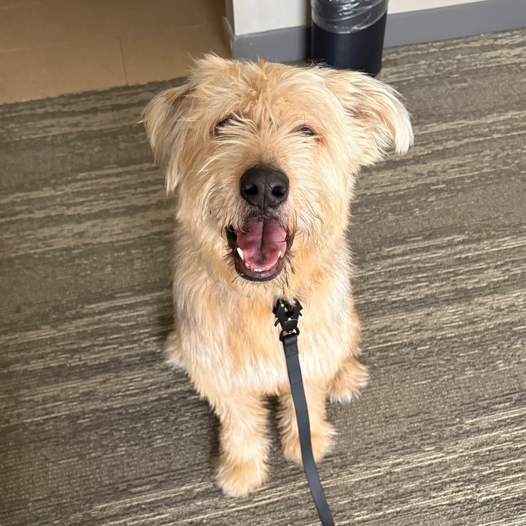 Happy tan dog with wet fur sitting indoors