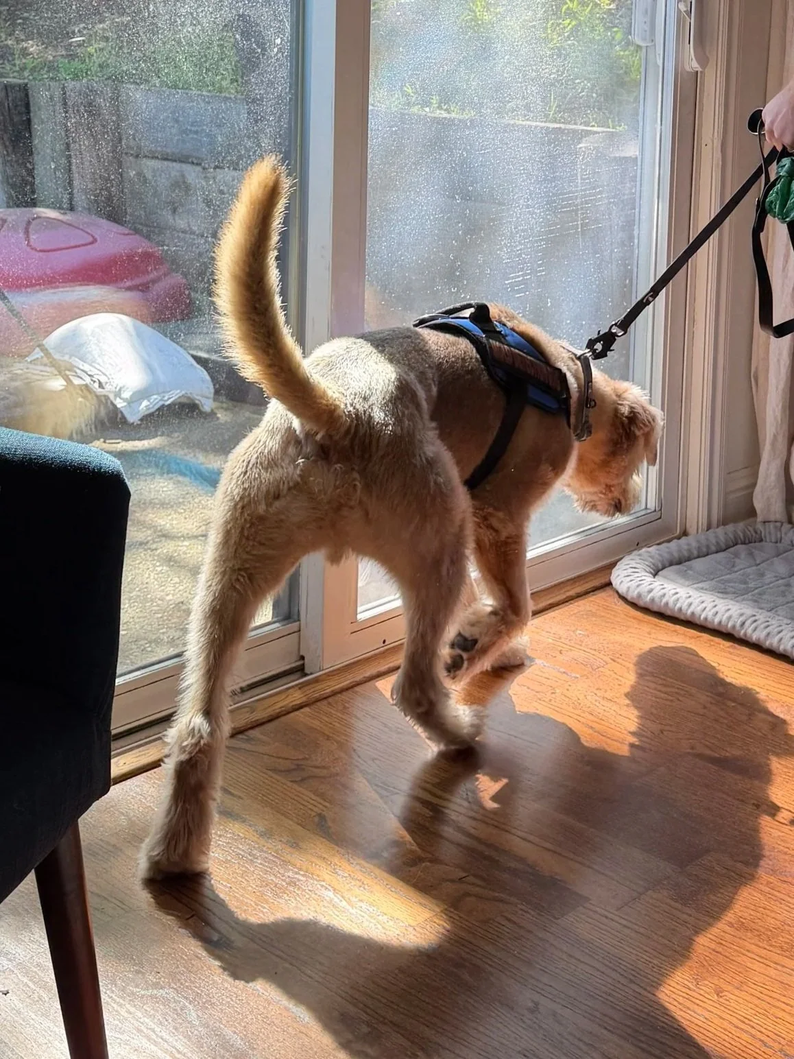 A mold inspection dog standing inside, looking out a glass door, with a harness on, and a shadow cast on the wooden floor.