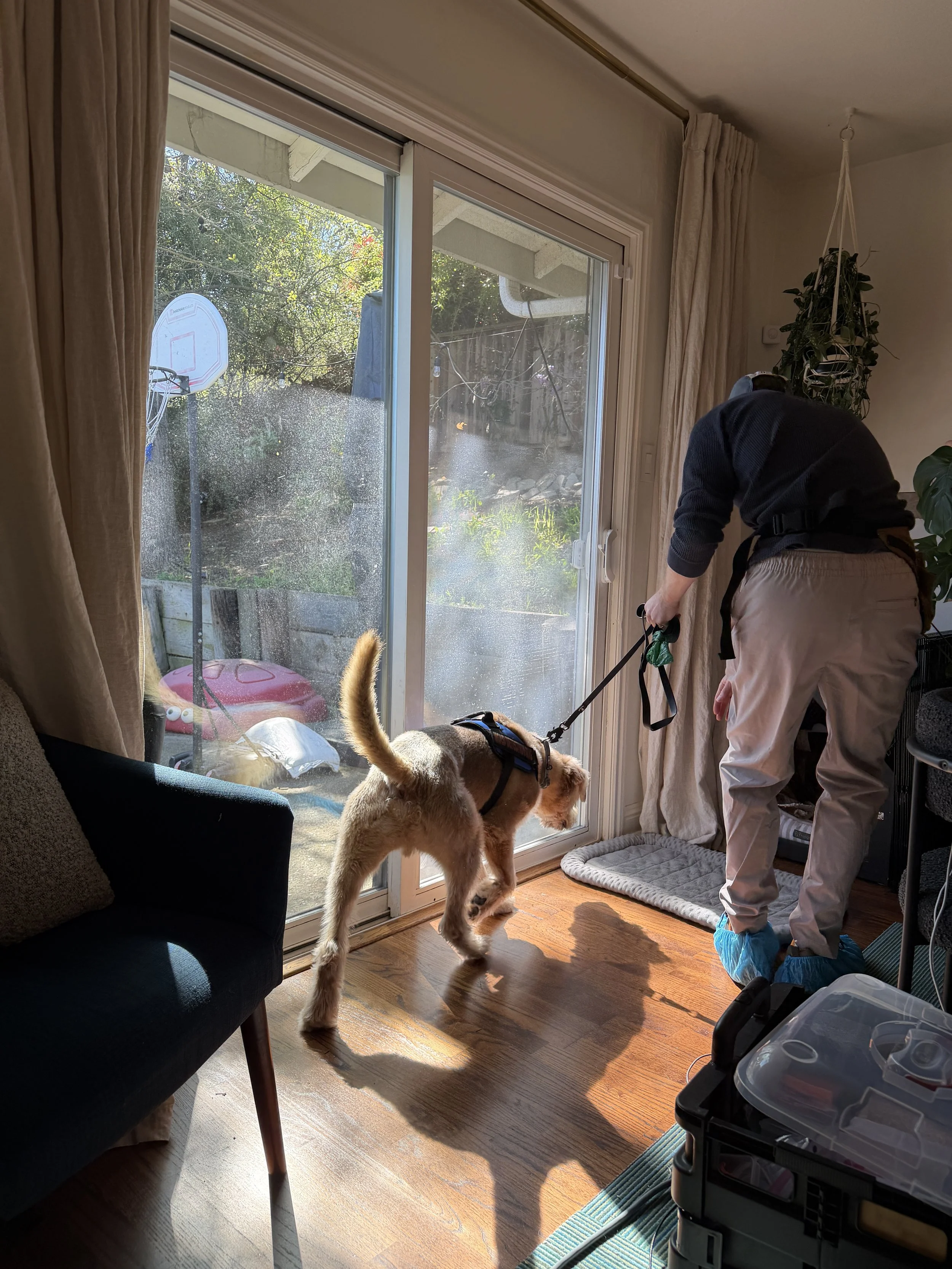 A mold dog in California during an inspection