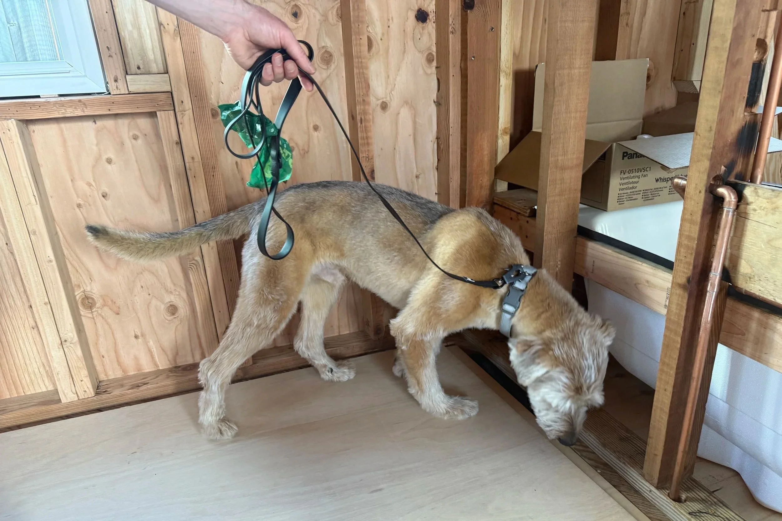 A mold dog doing a home inspection