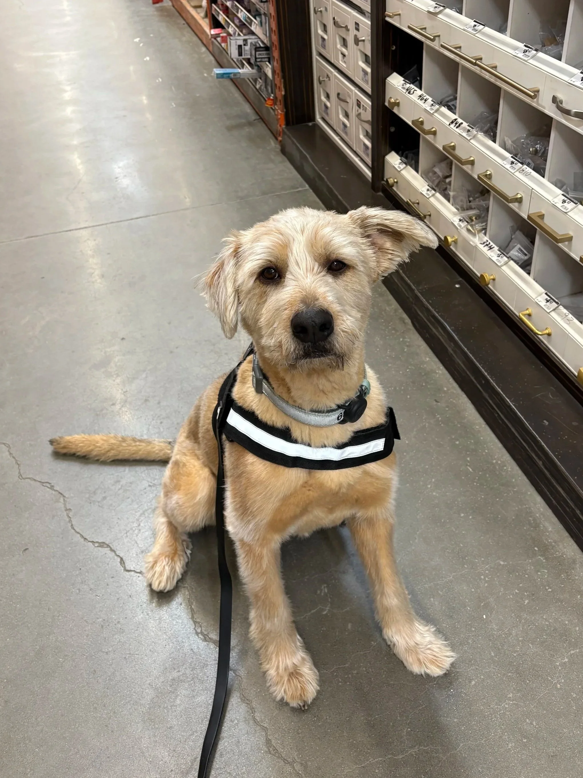 Tan mold detection dog wearing a vest and sitting on concrete flooring