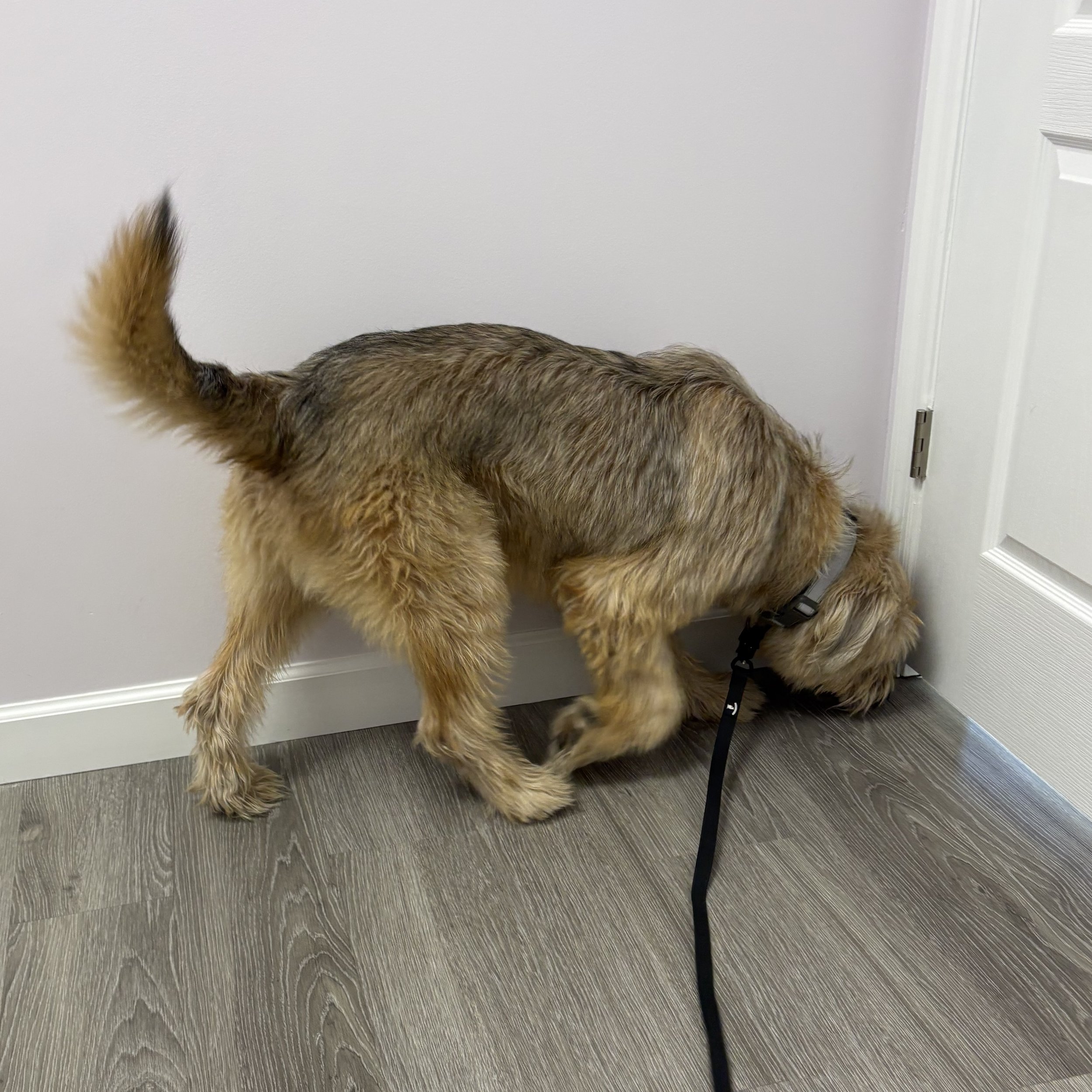 Mold dog sniffing at work