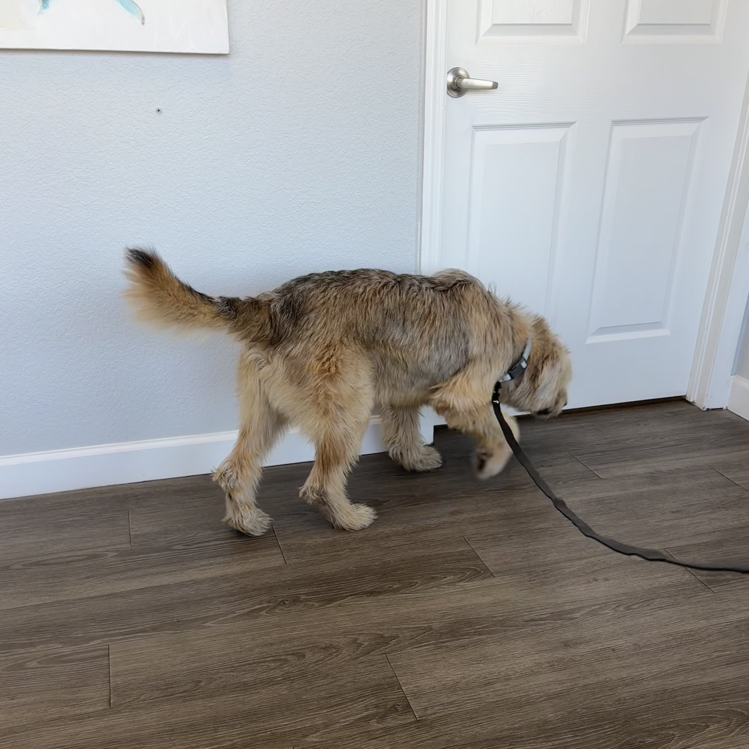 Mold detection dog performing mold inspection in San Francisco home