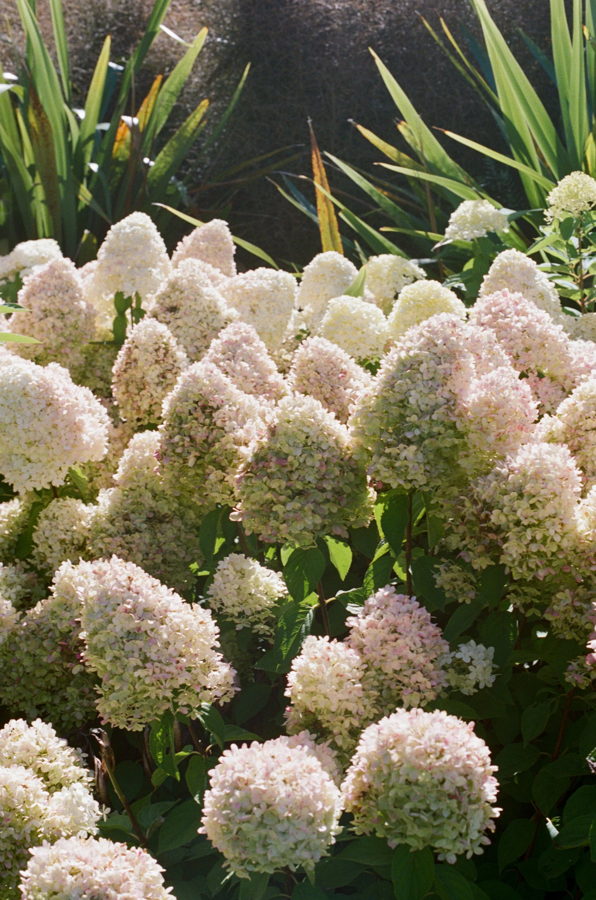 Cluster of white and pale pink hydrangea flowers in a garden.