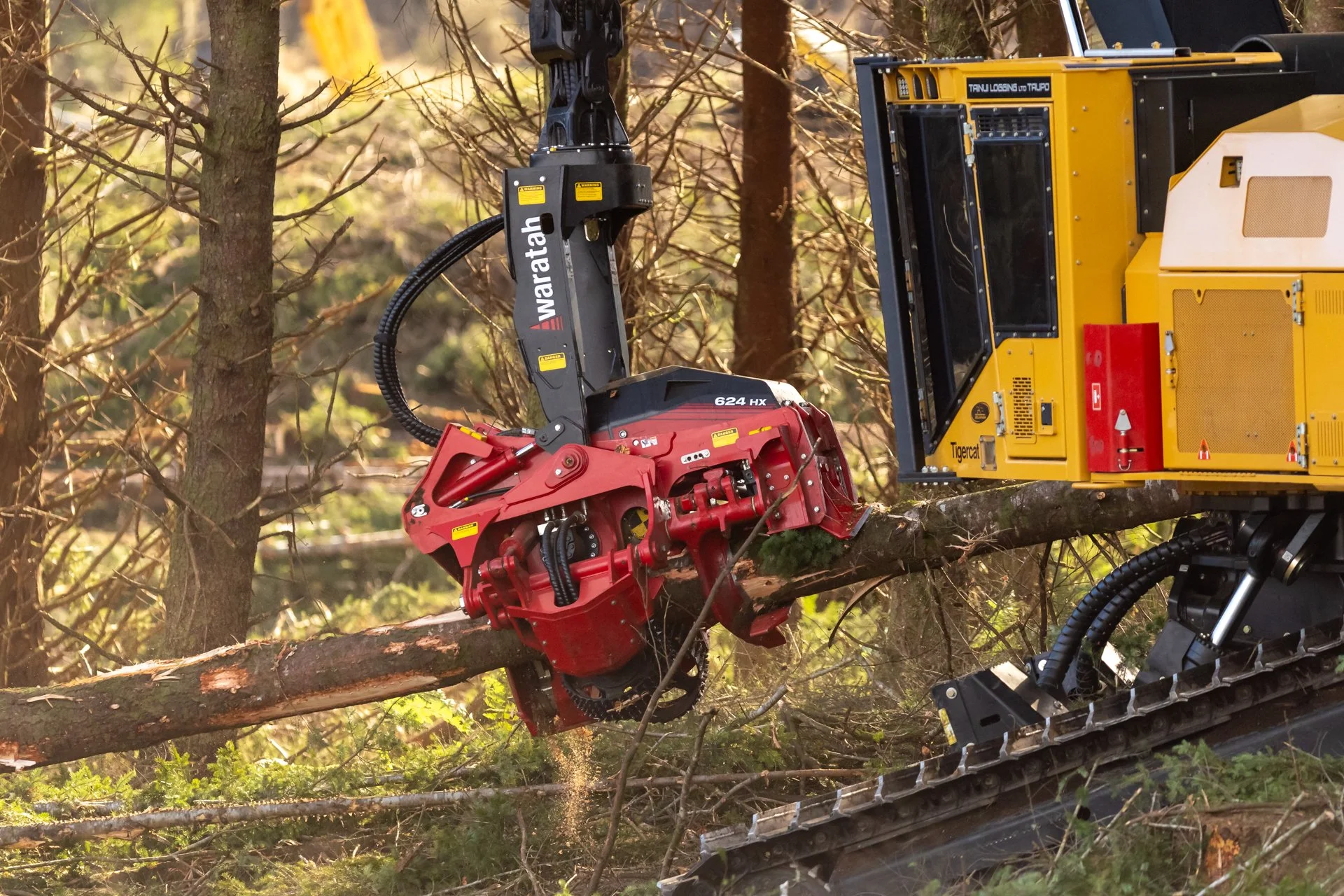 A levelling 855 forestry machine with a Waratah 624HX head is trimming a fallen tree in a forest.