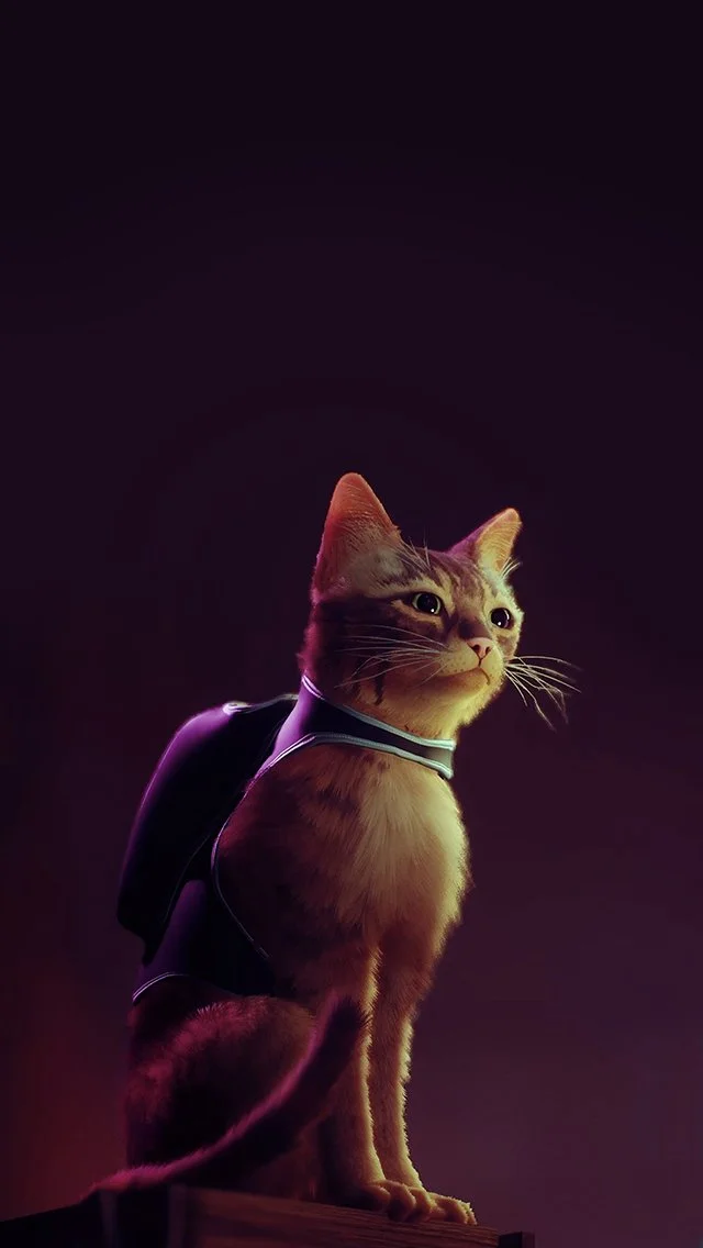 A cat wearing a black backpack and a blue collar, sitting on a wooden surface against a dark purple background.