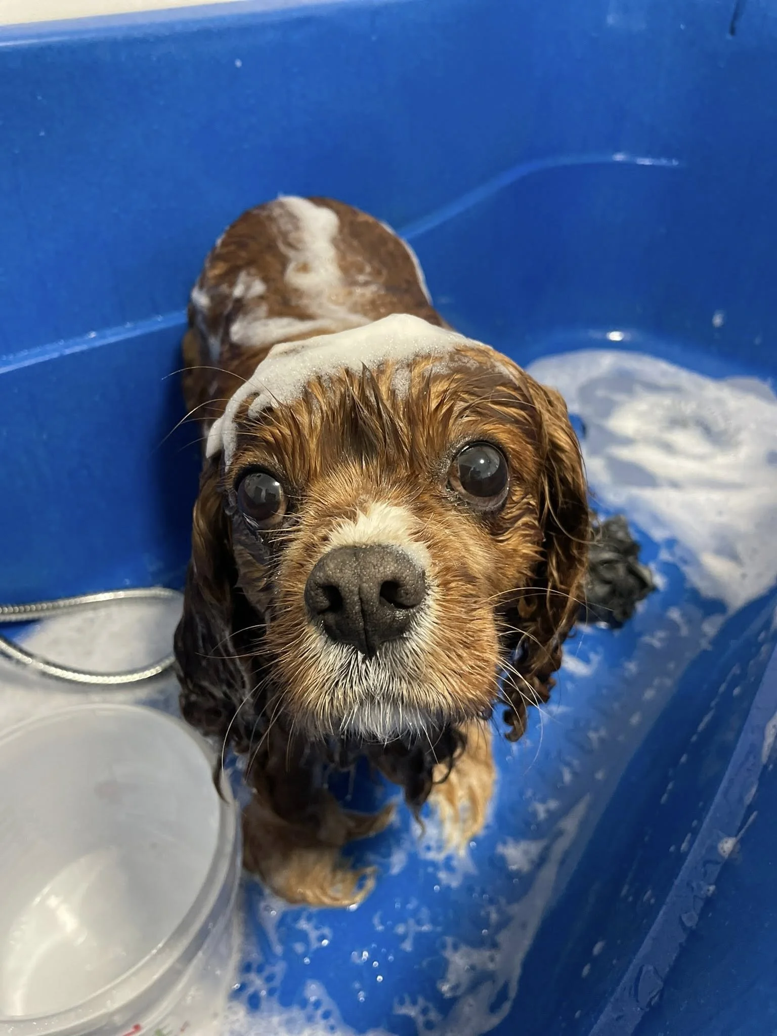 A wet brown and white dog, possibly a Cocker Spaniel, with soap on its back, standing in a blue plastic tub during bath time.